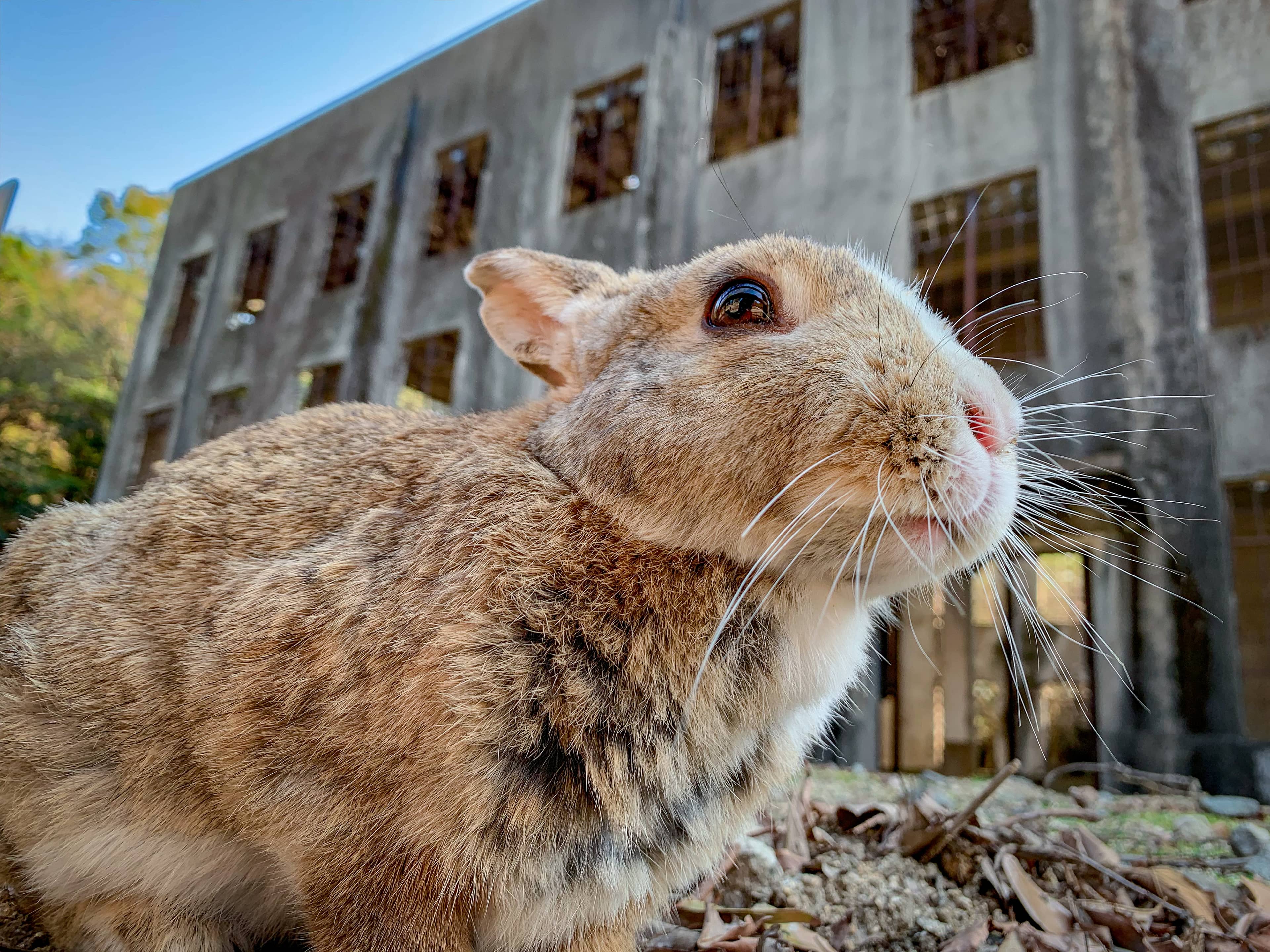 The Island's Rabbit Population