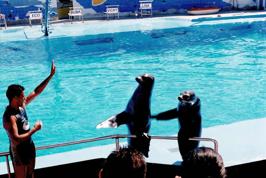 Sea Lion Show