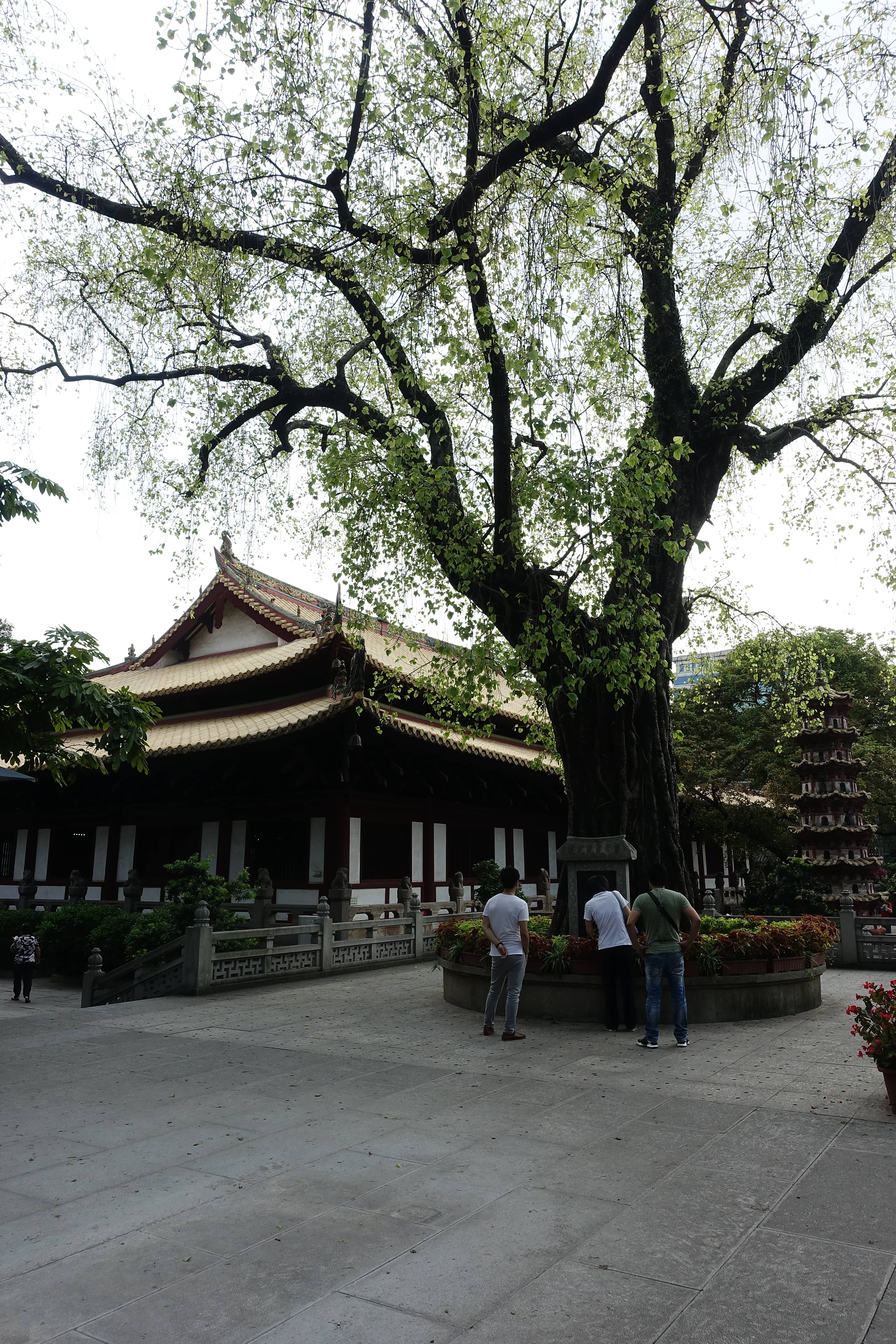 Sacred Bodhi Tree