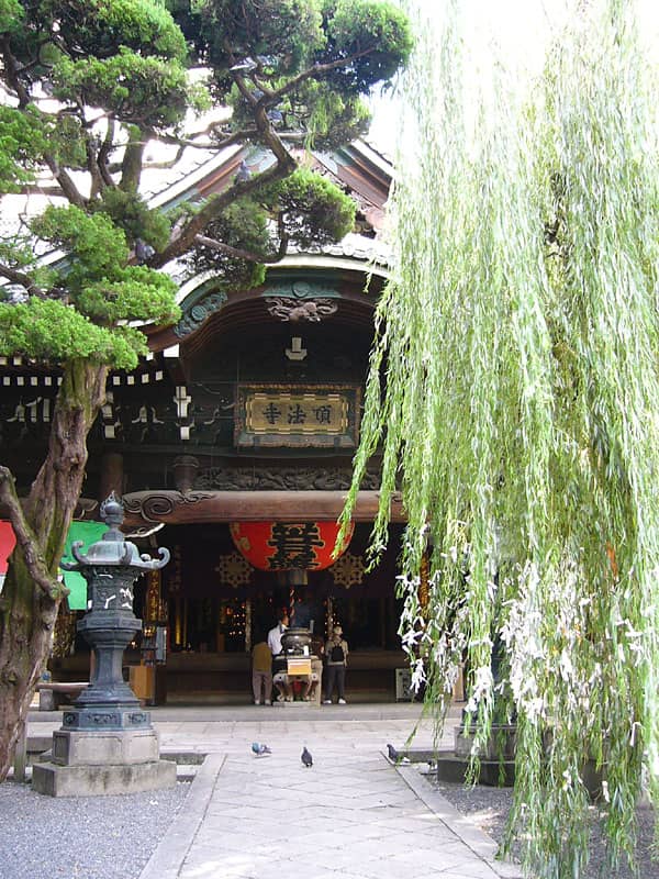 Sacred Willow & Love Fortune