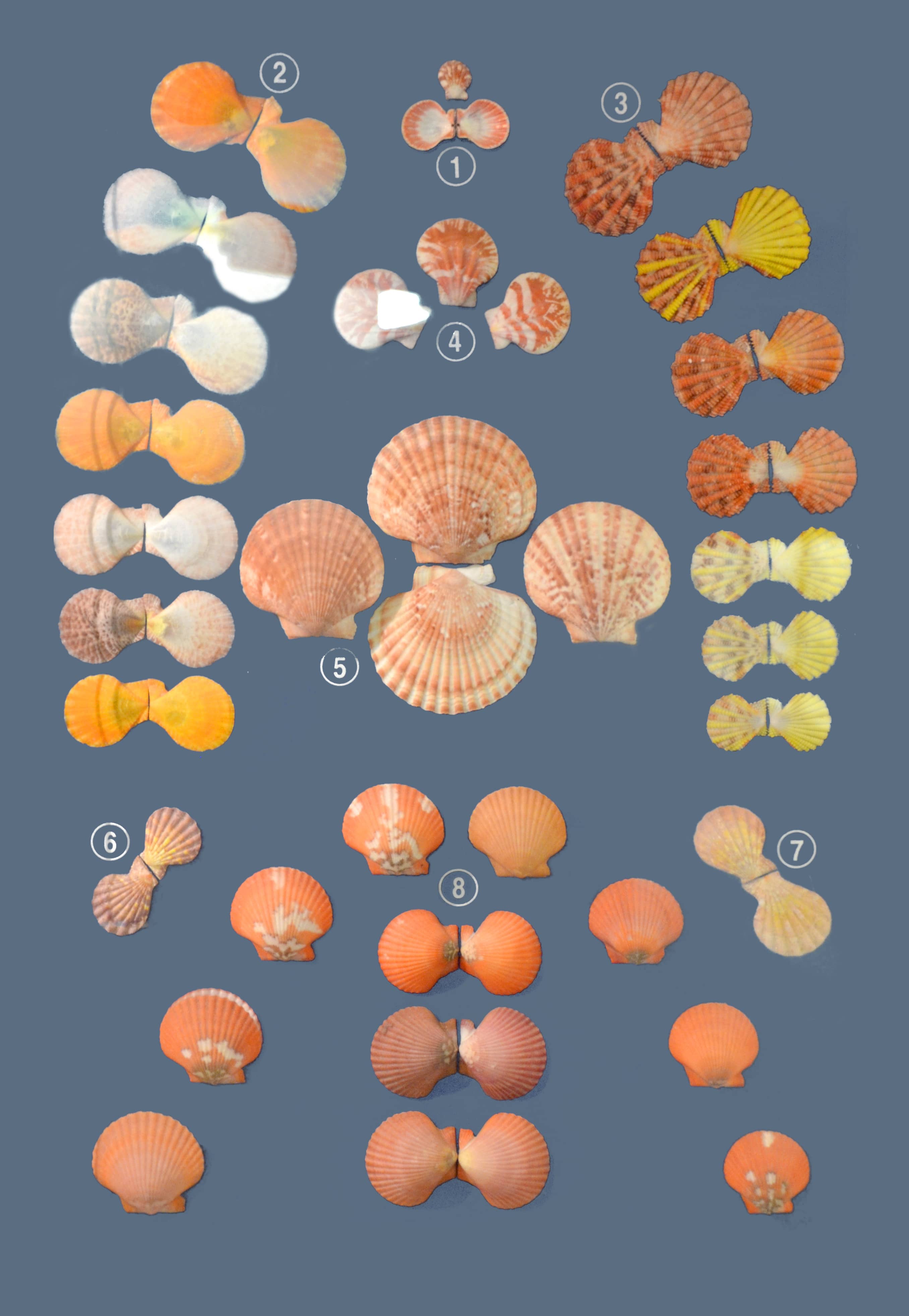 Diverse Shell Collection