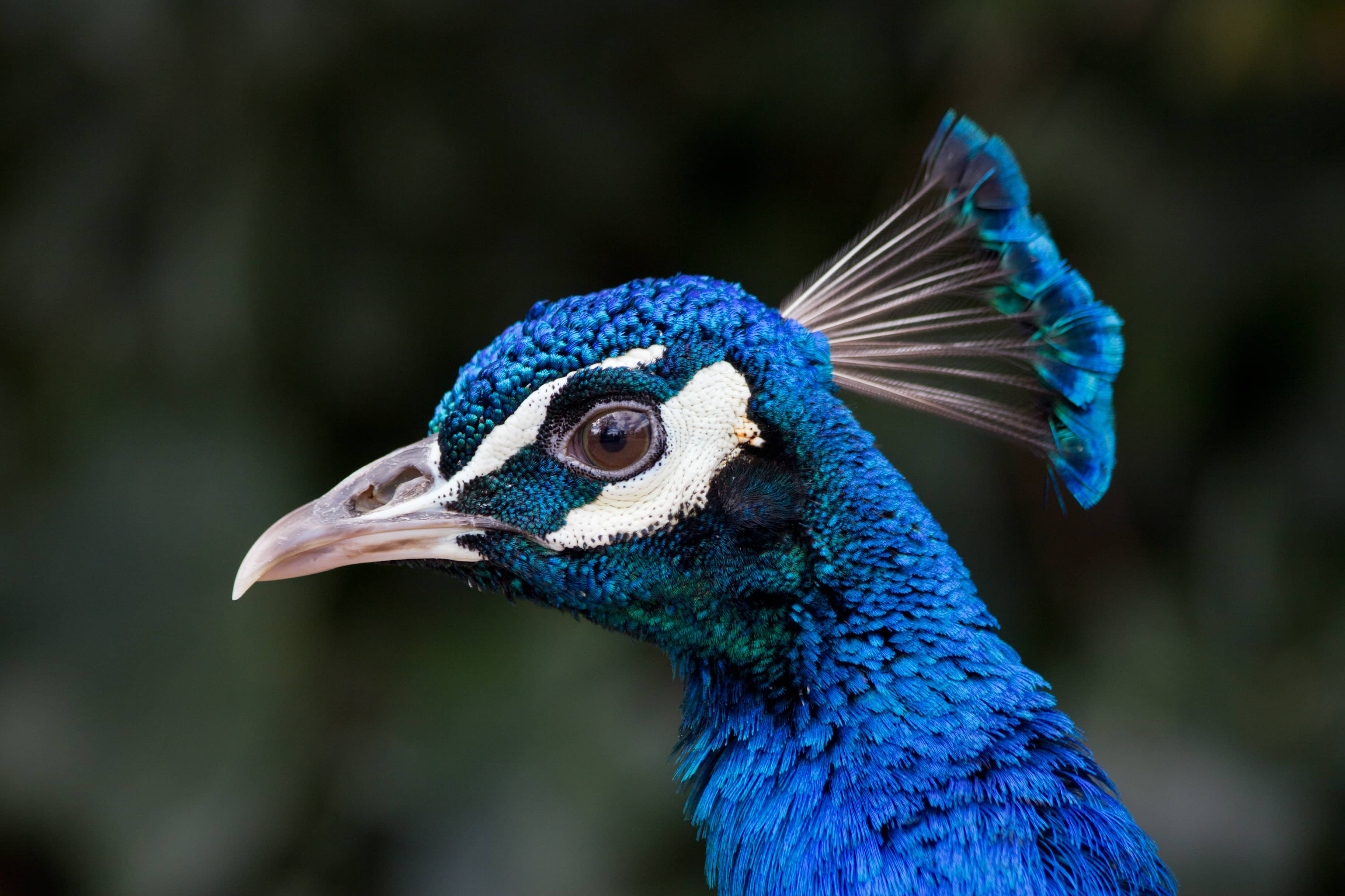 Petting Zoo & Exhibits