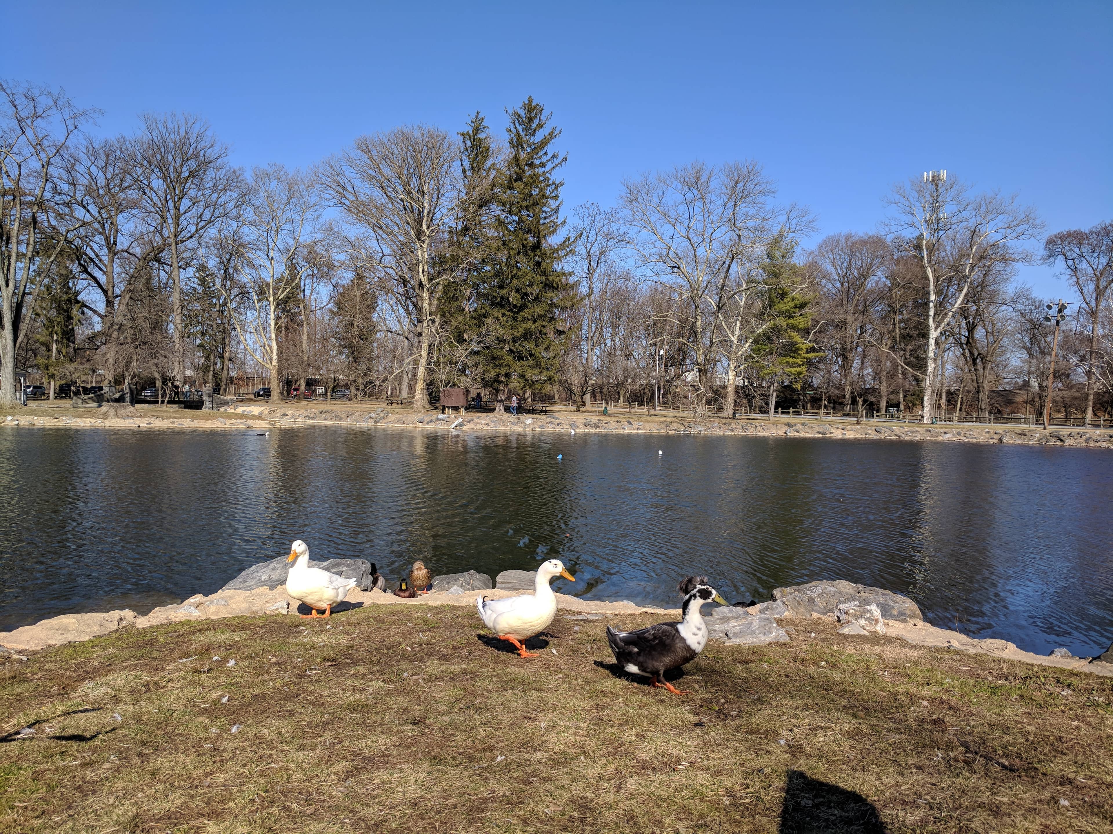 The Scenic Lake
