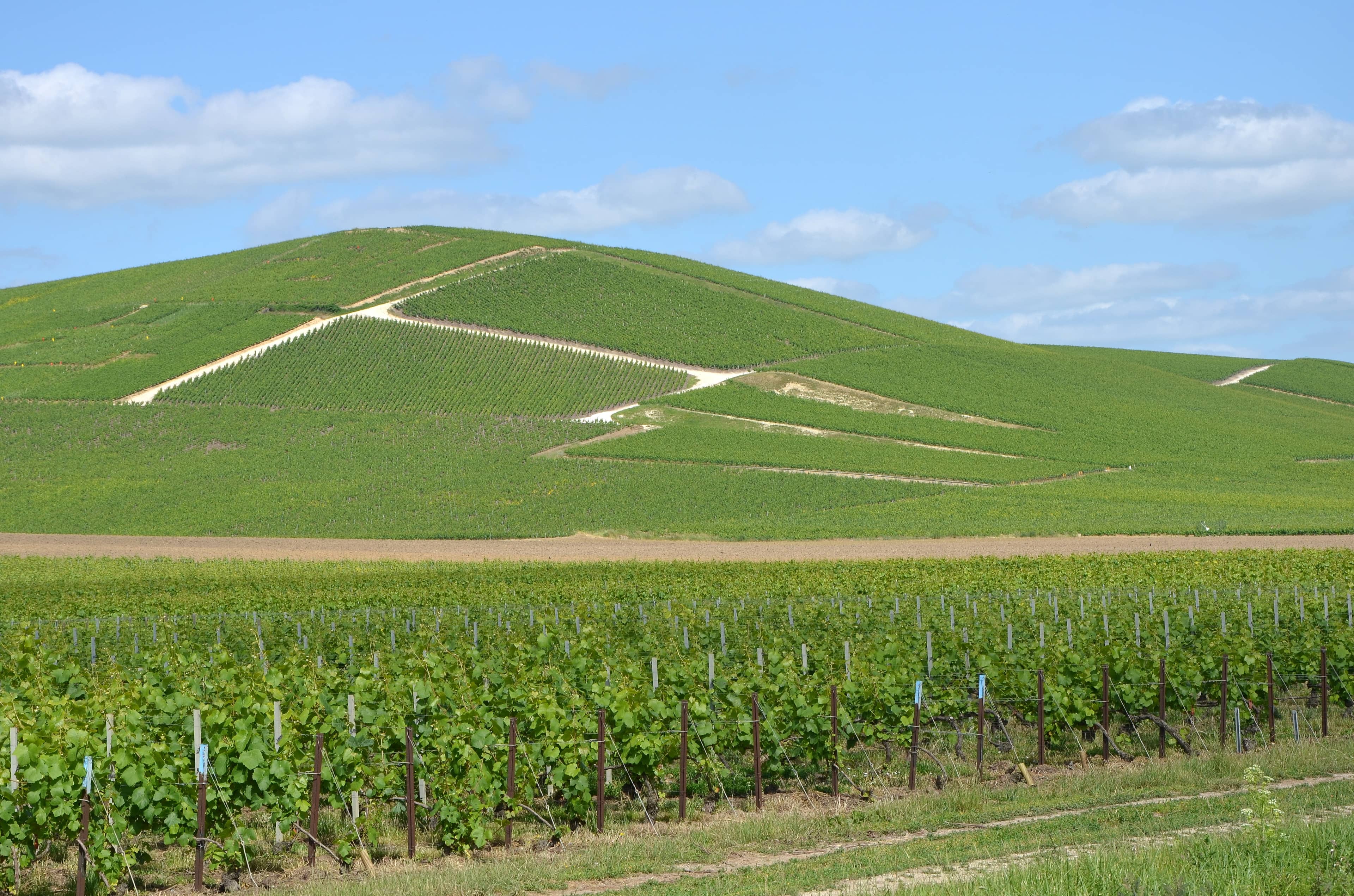 Vineyard Views