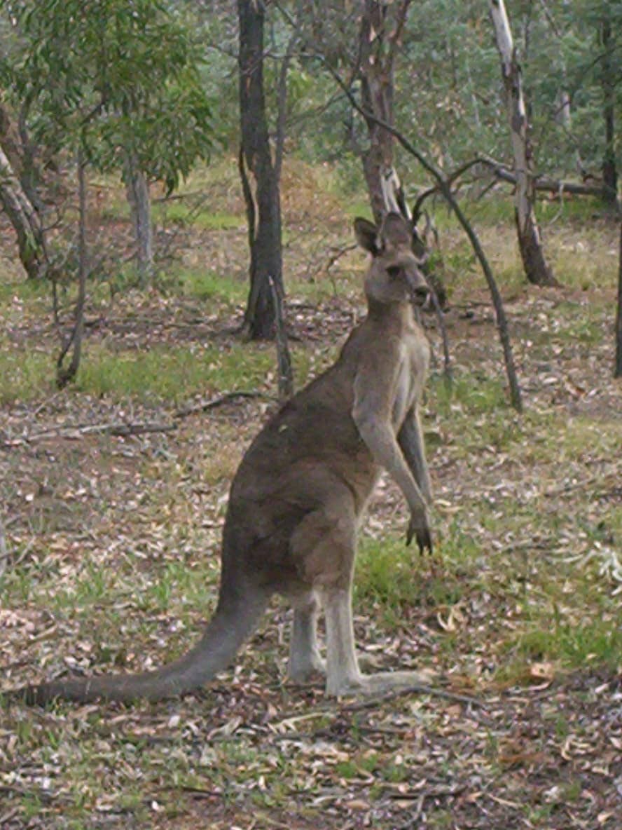 Wildlife Spotting