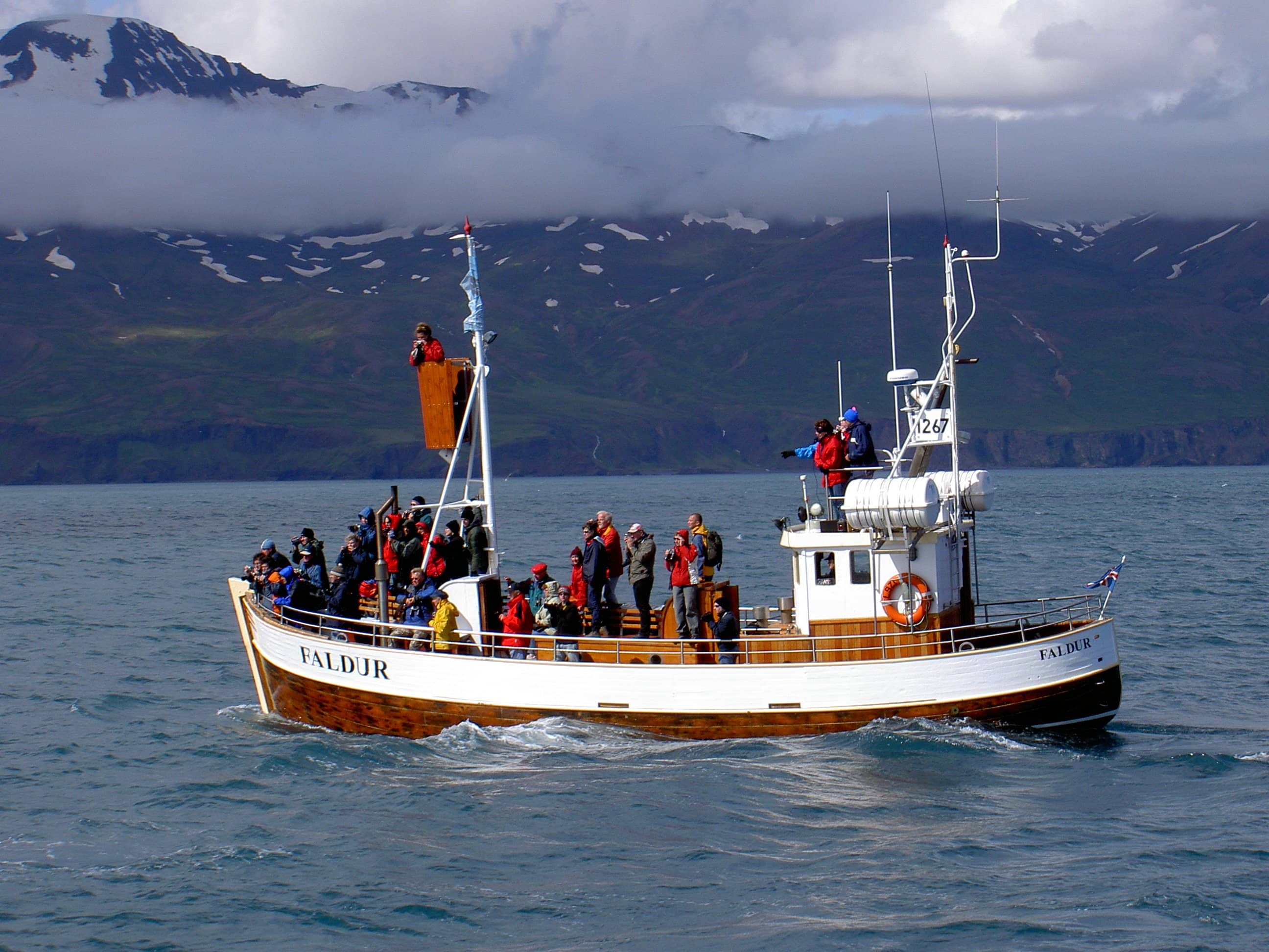 Whale Watching Tours