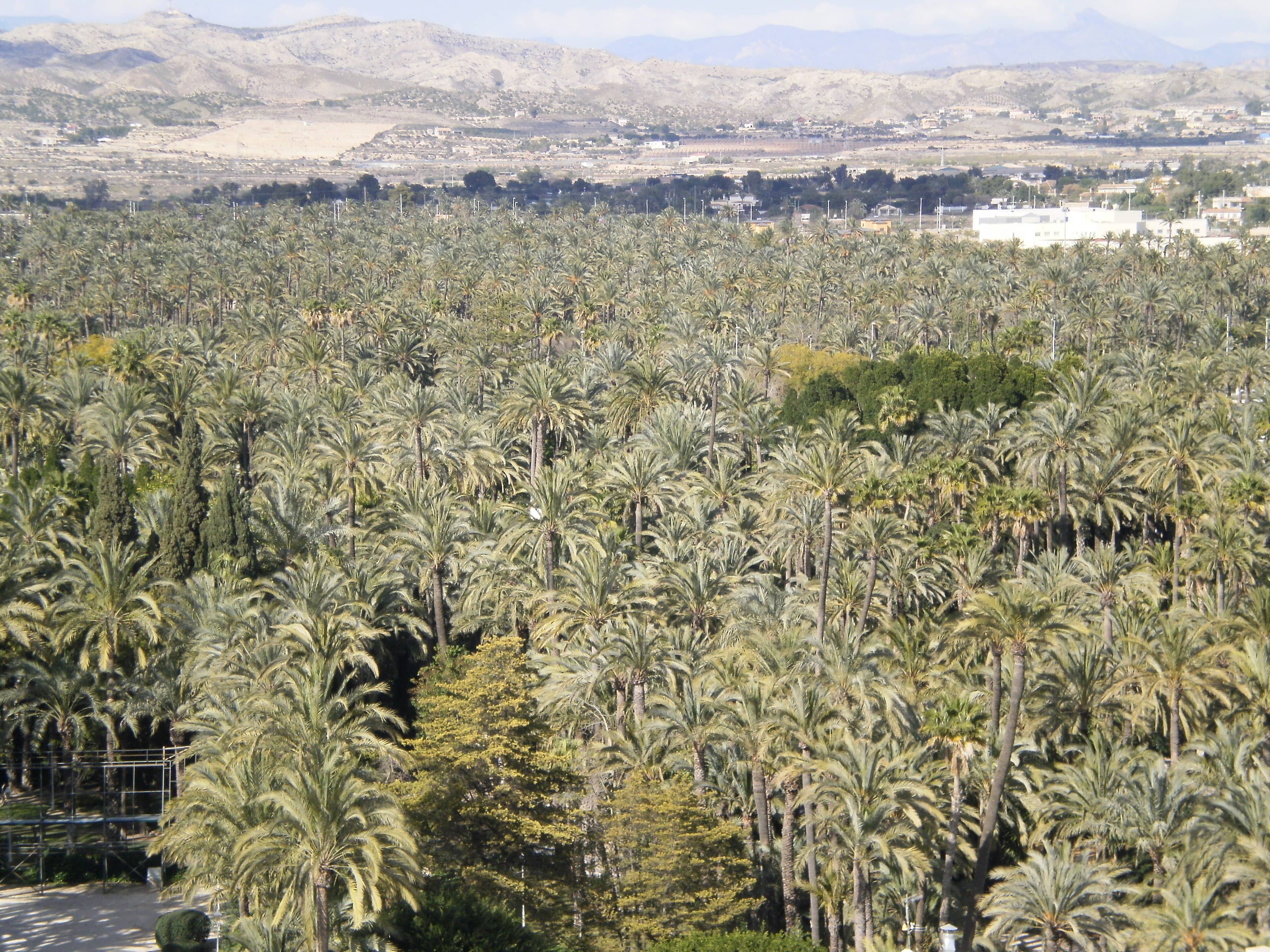 Palm Grove Vista