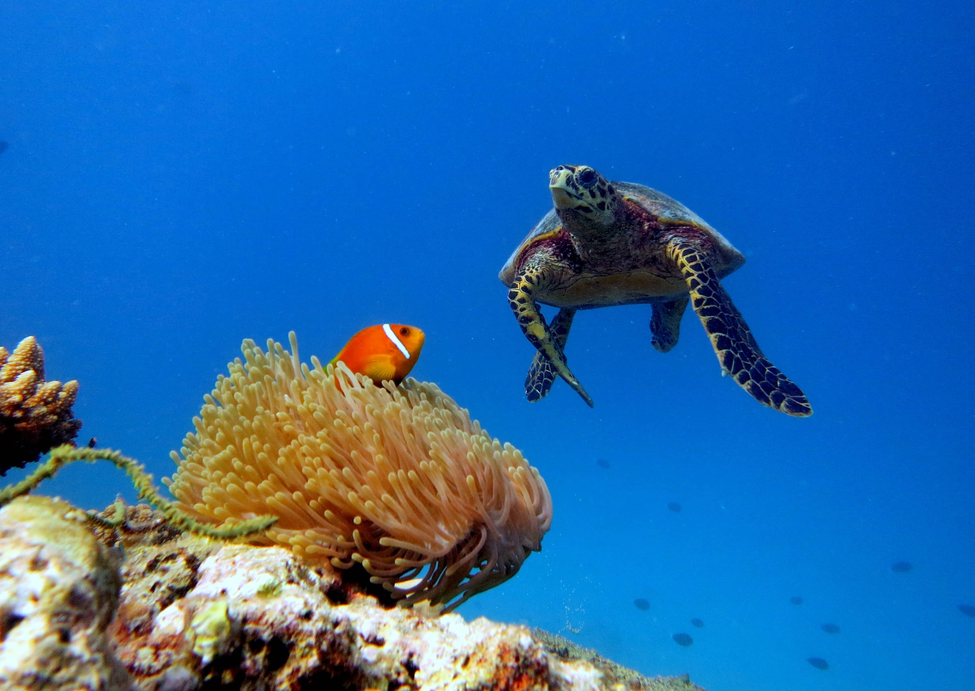 Coral Reefs and Marine Life