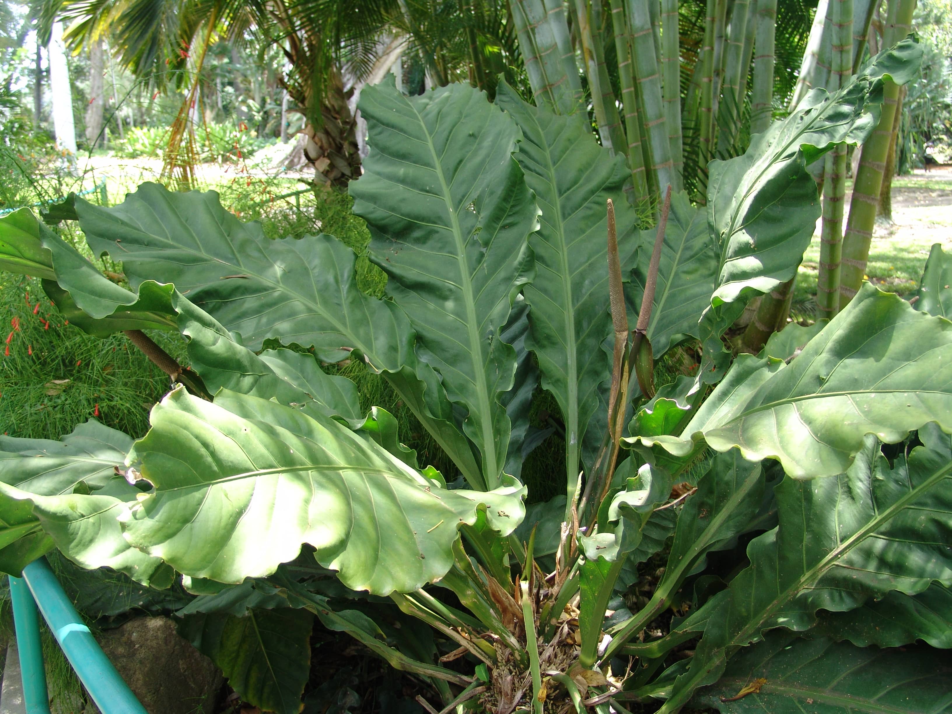 Hidden Flora and Fauna