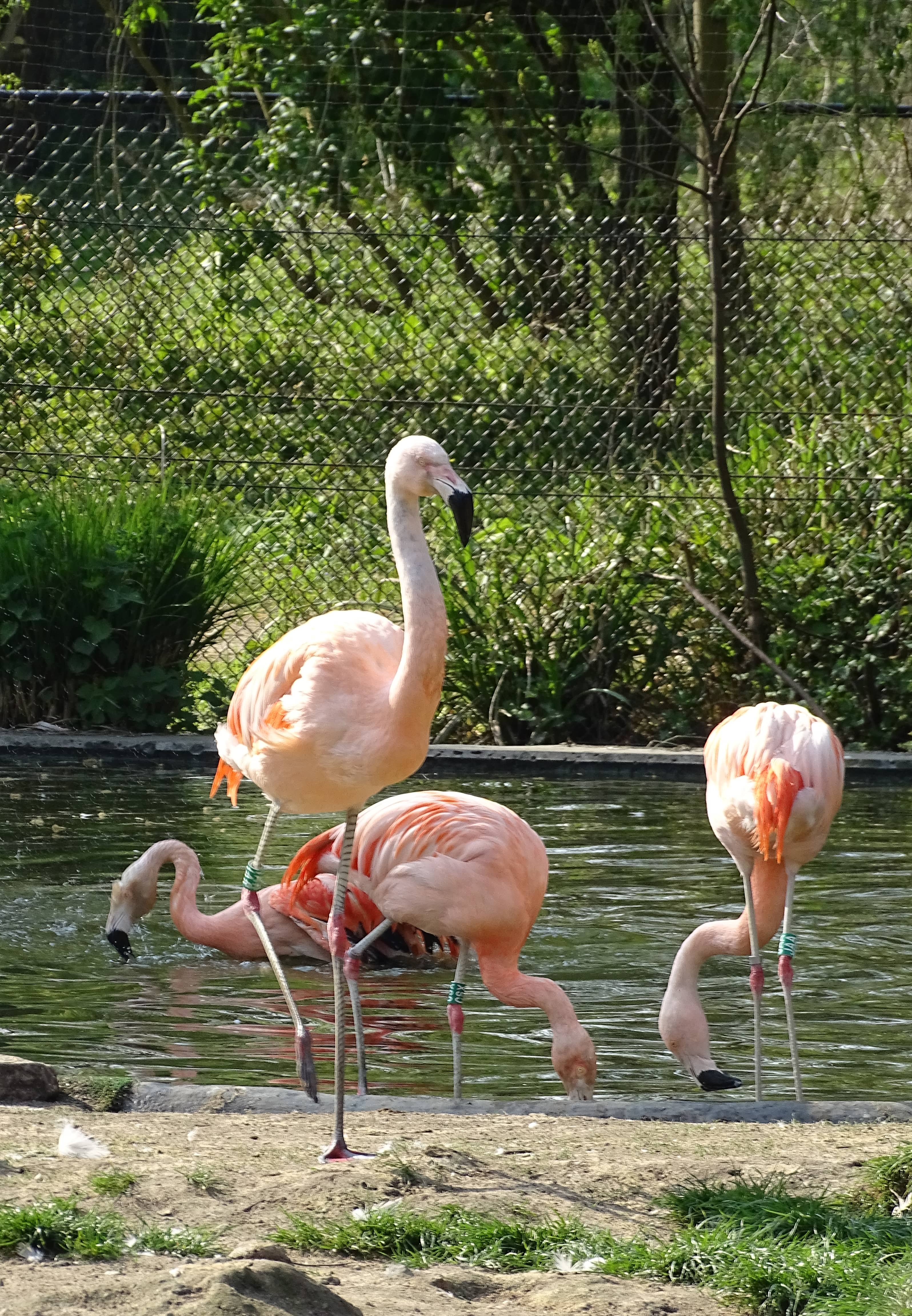 Flamingo Walk-Through Exhibit