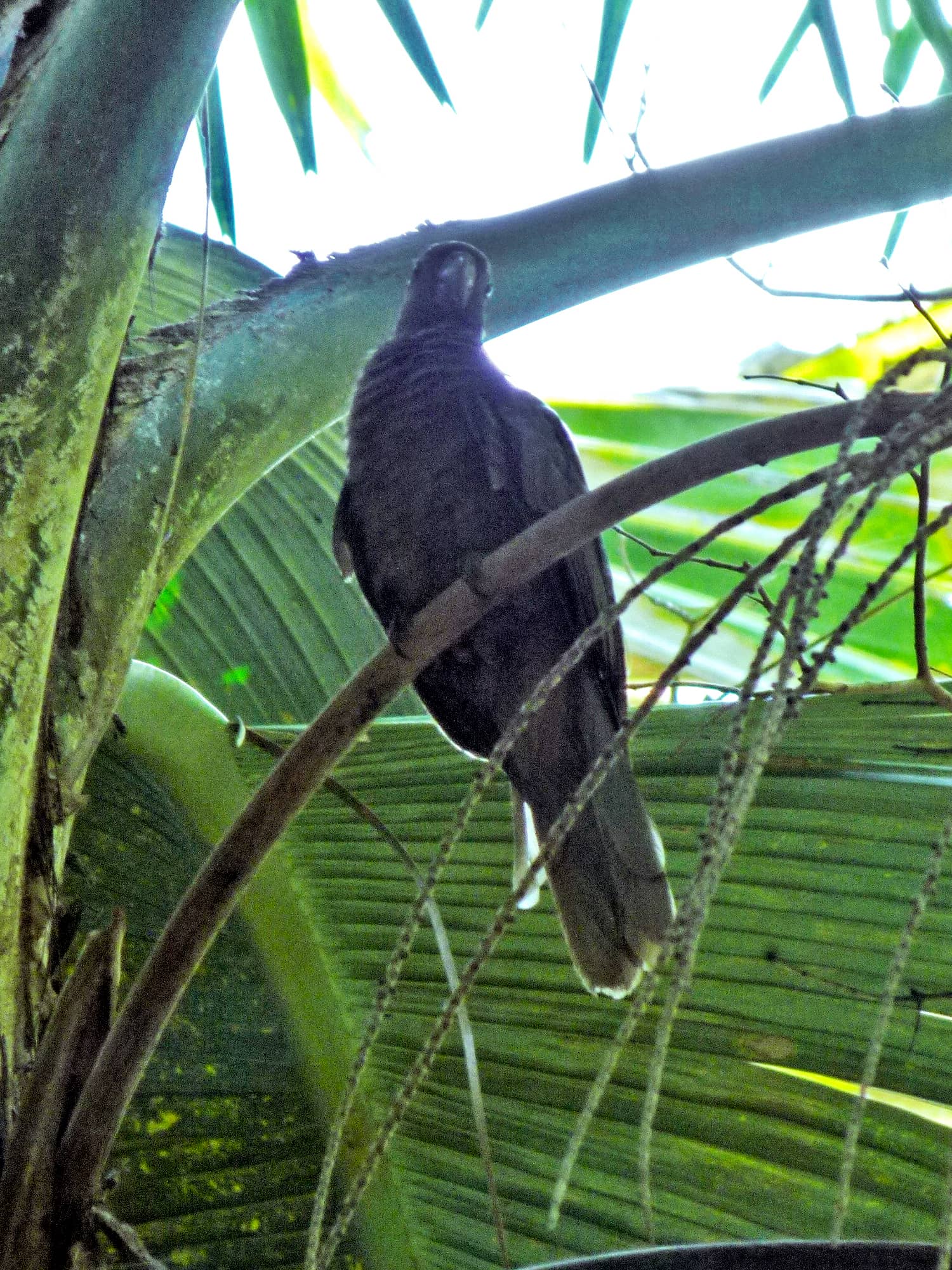 Endemic Wildlife Encounters