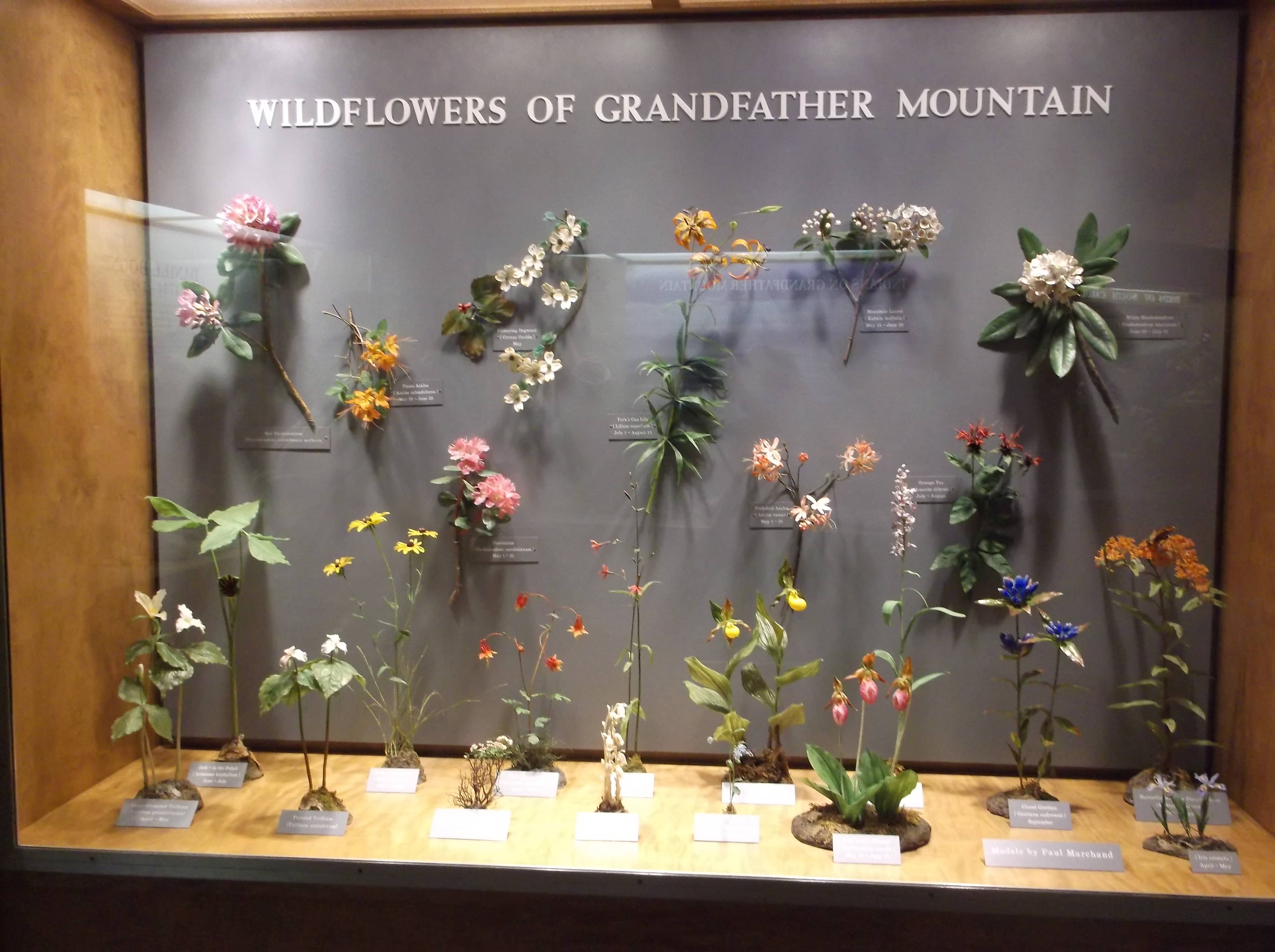 Nature Museum & Wildlife Exhibits