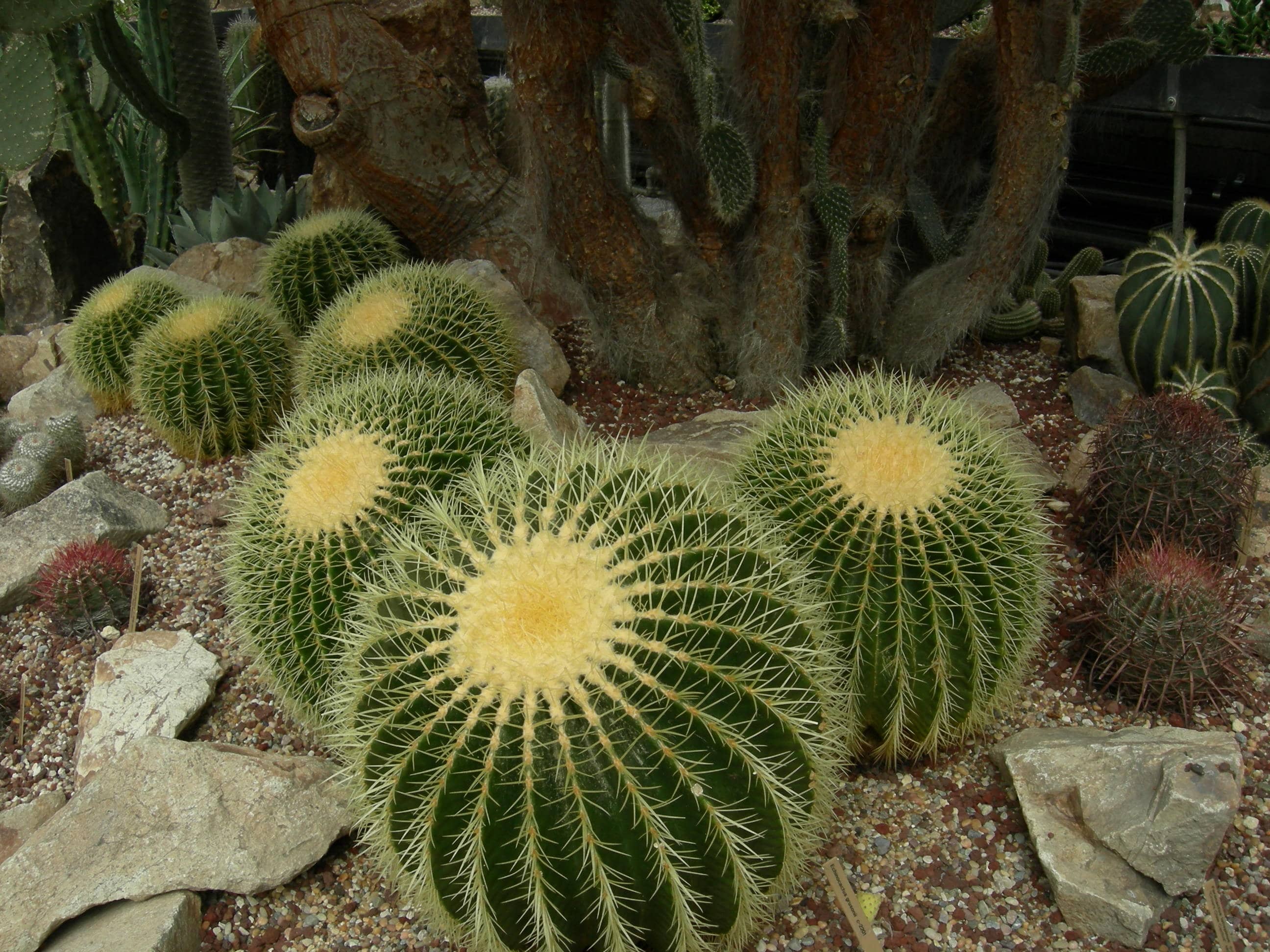 Cactus & Succulent Garden