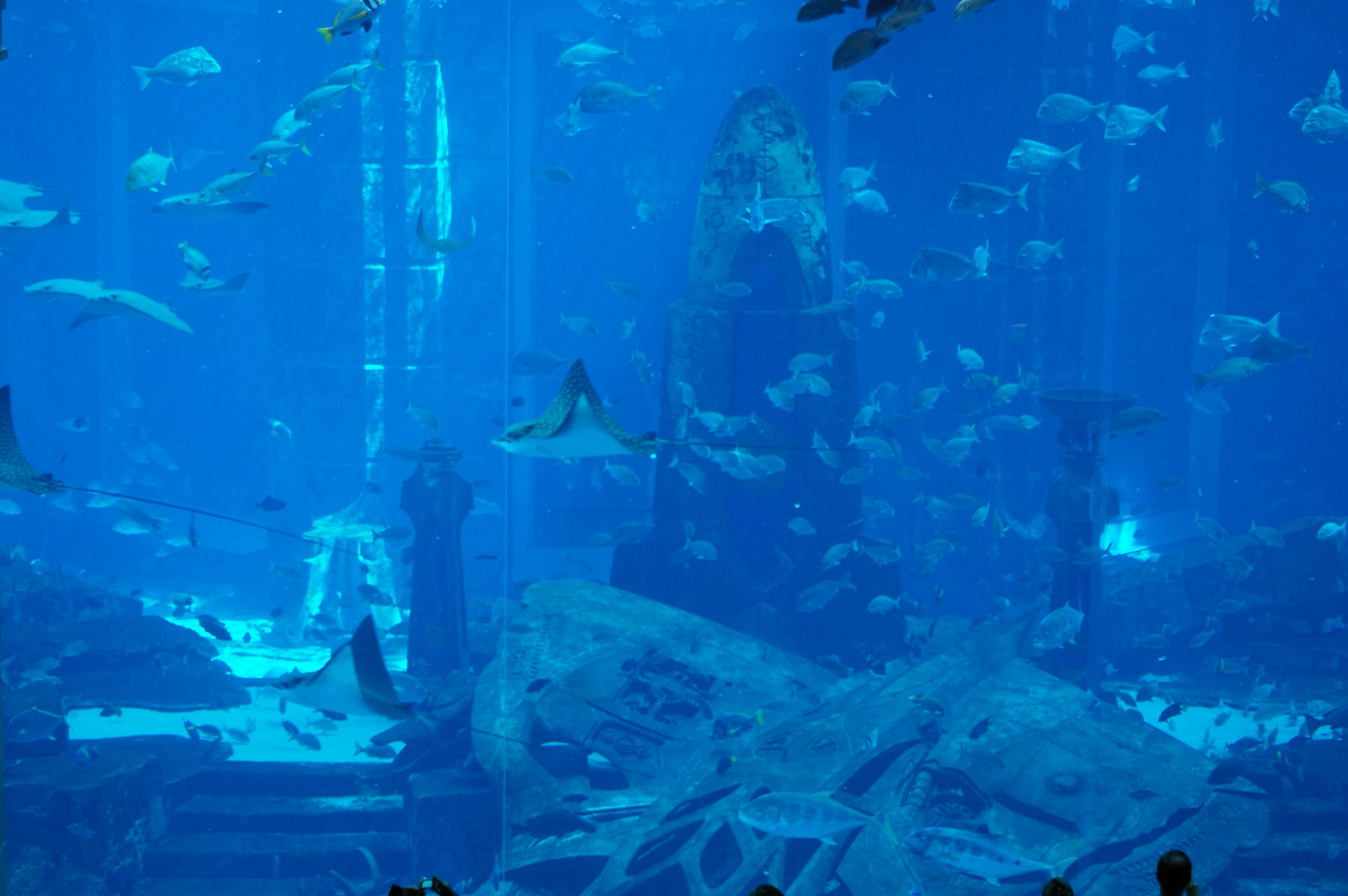 The Aquarium
