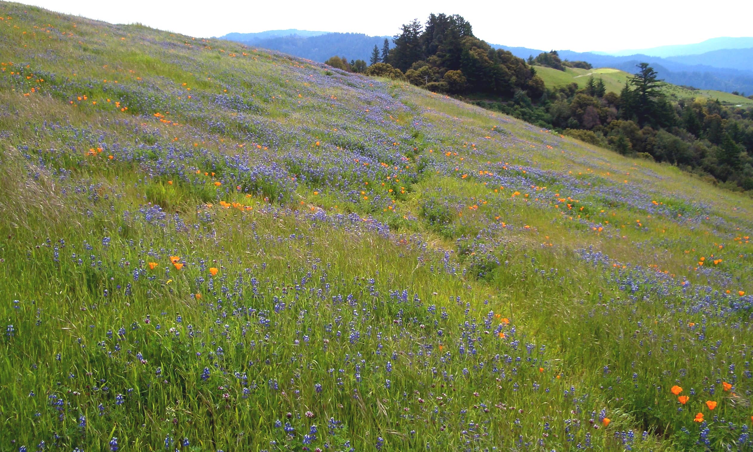 Wildflower Displays