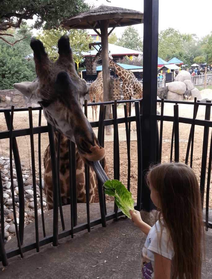 Giraffe Feeding