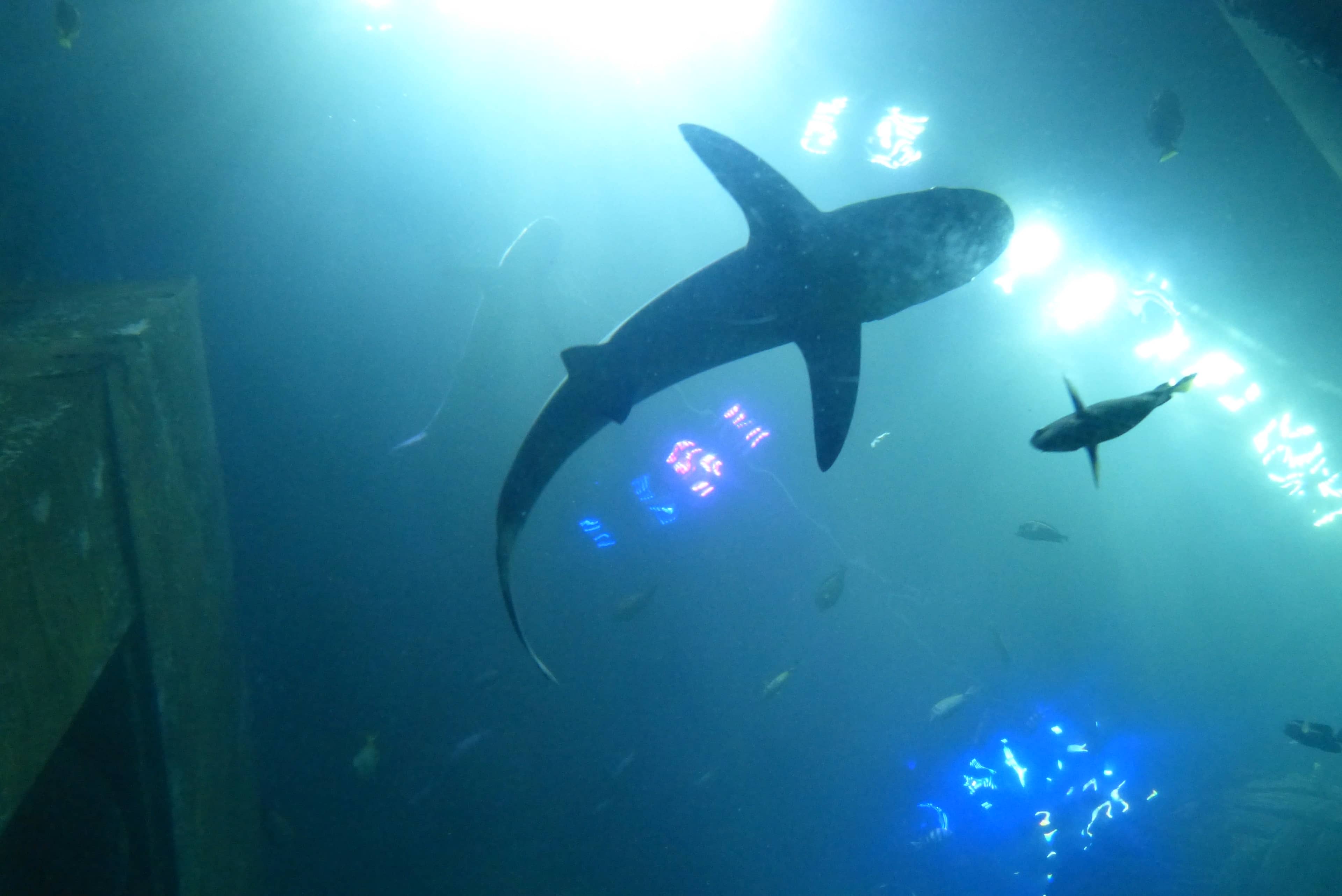 Shark Encounters