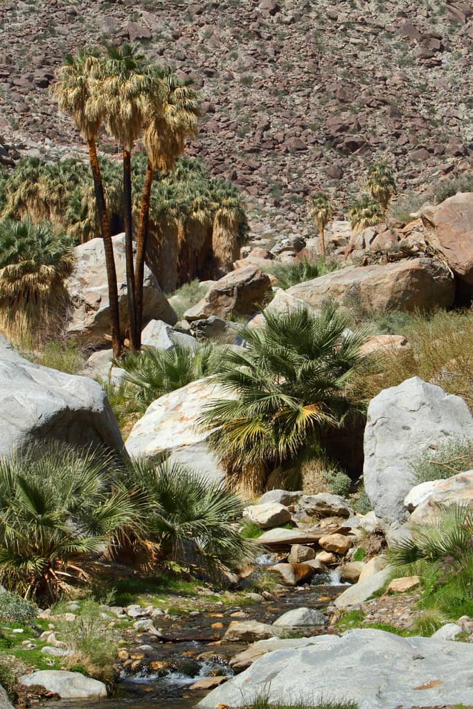 Palm Canyon Trail