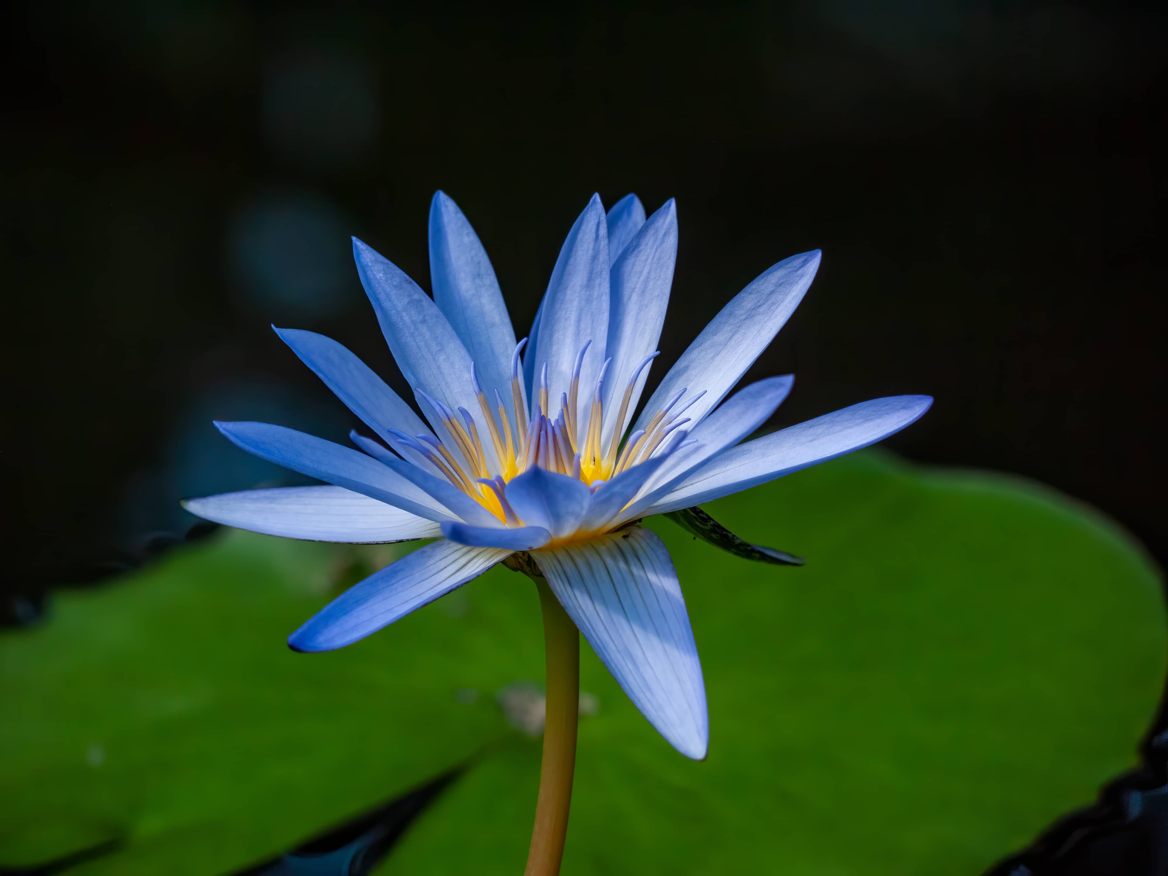 Campus Ponds & Gardens