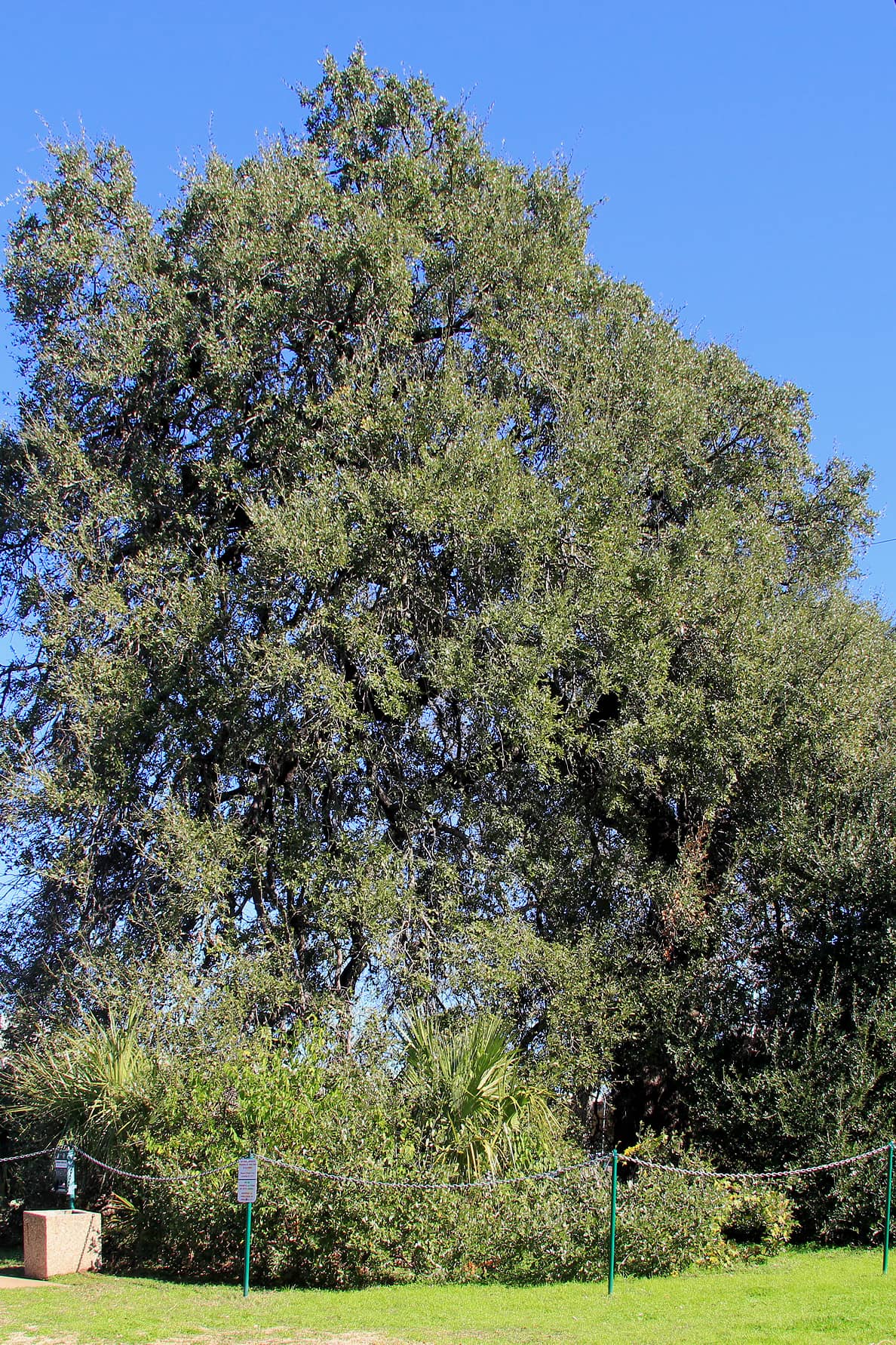 Proximity to Treaty Oak