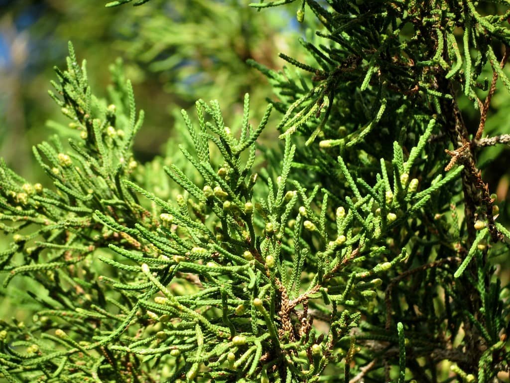 Native Bermudian Flora