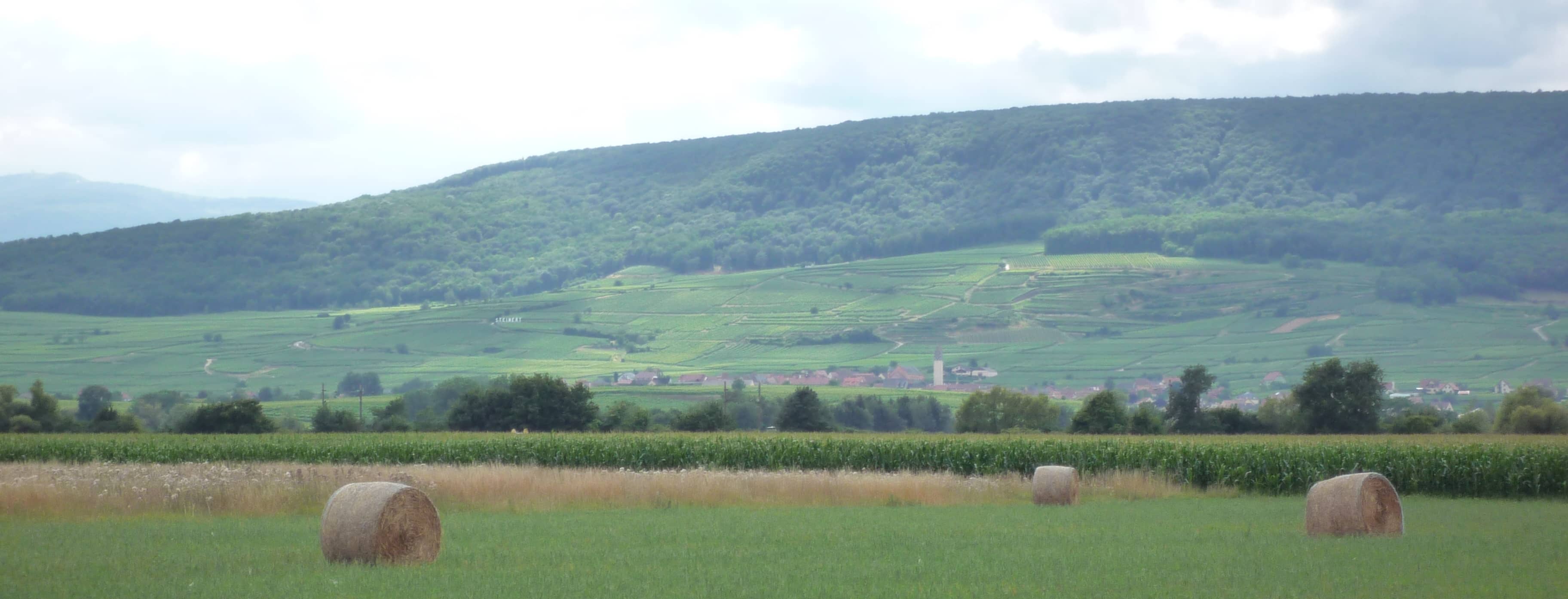 Vineyard Vistas