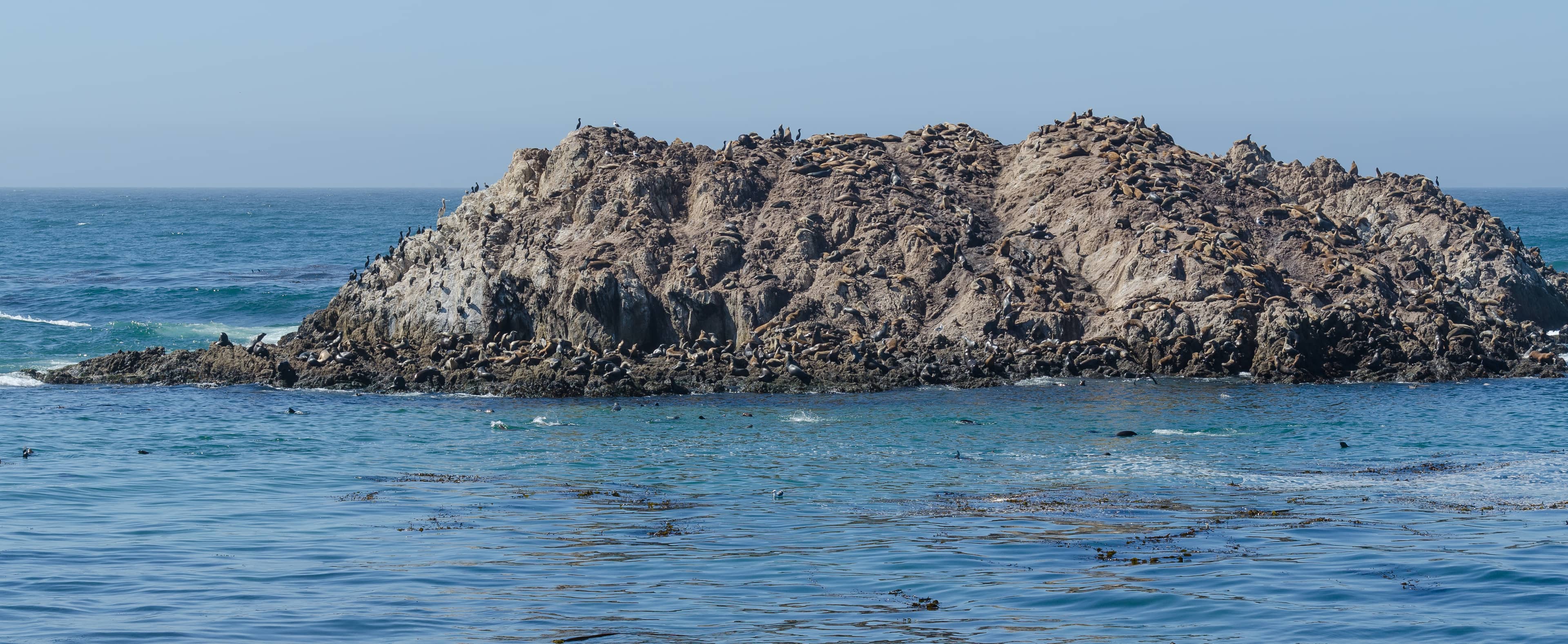 Bird Rock