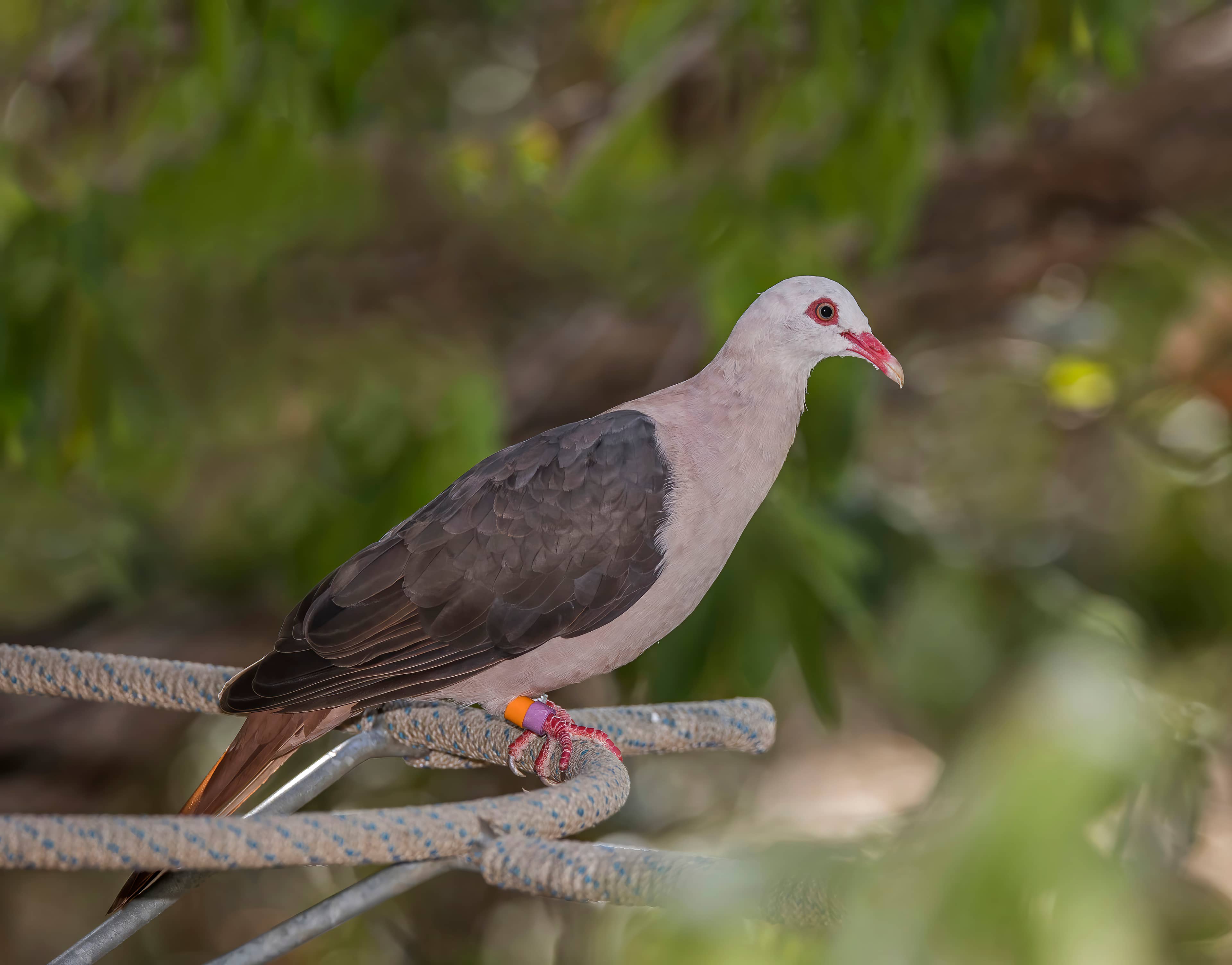Pink Pigeon