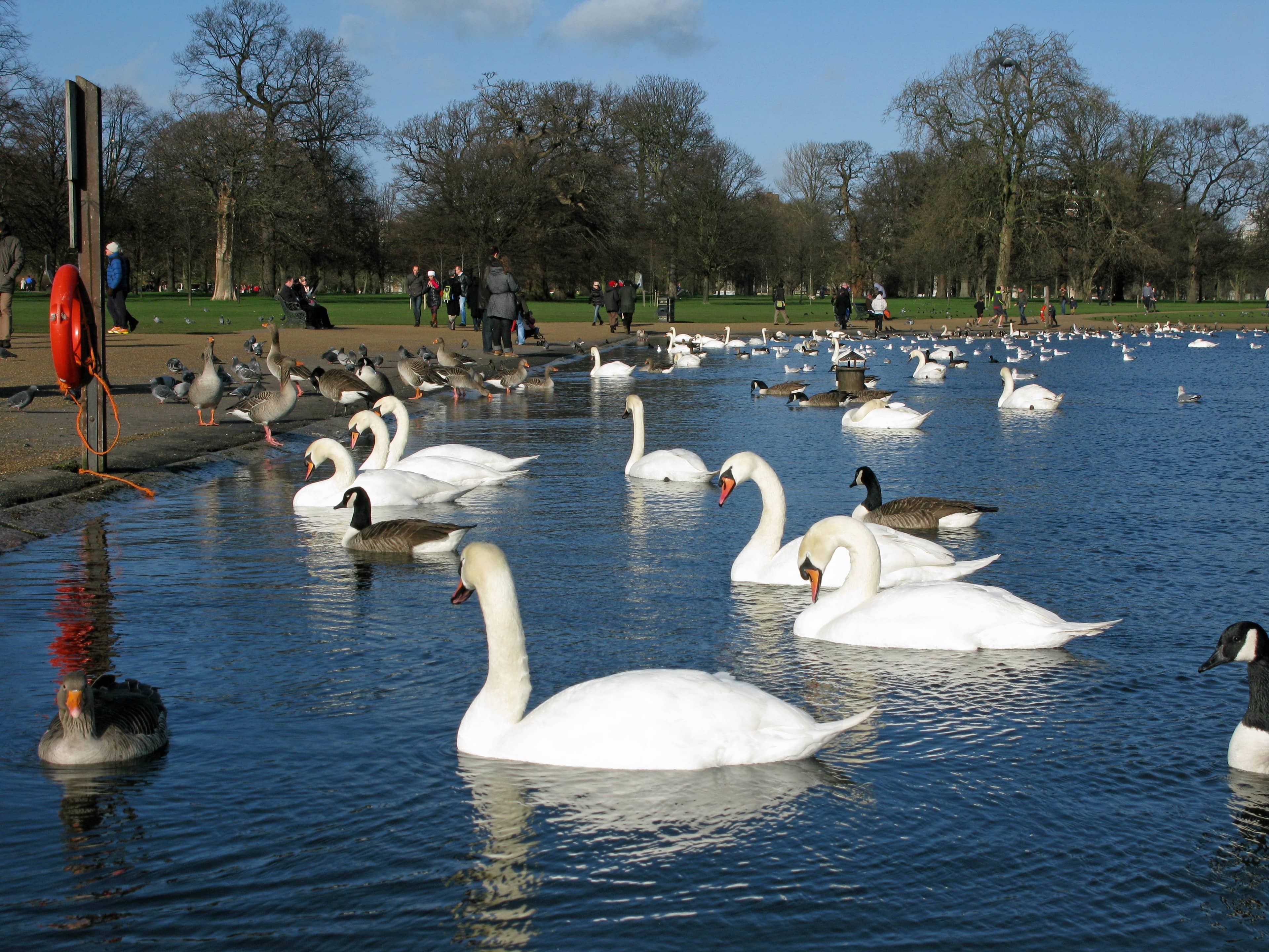 Lakeside Stroll with Wildlife