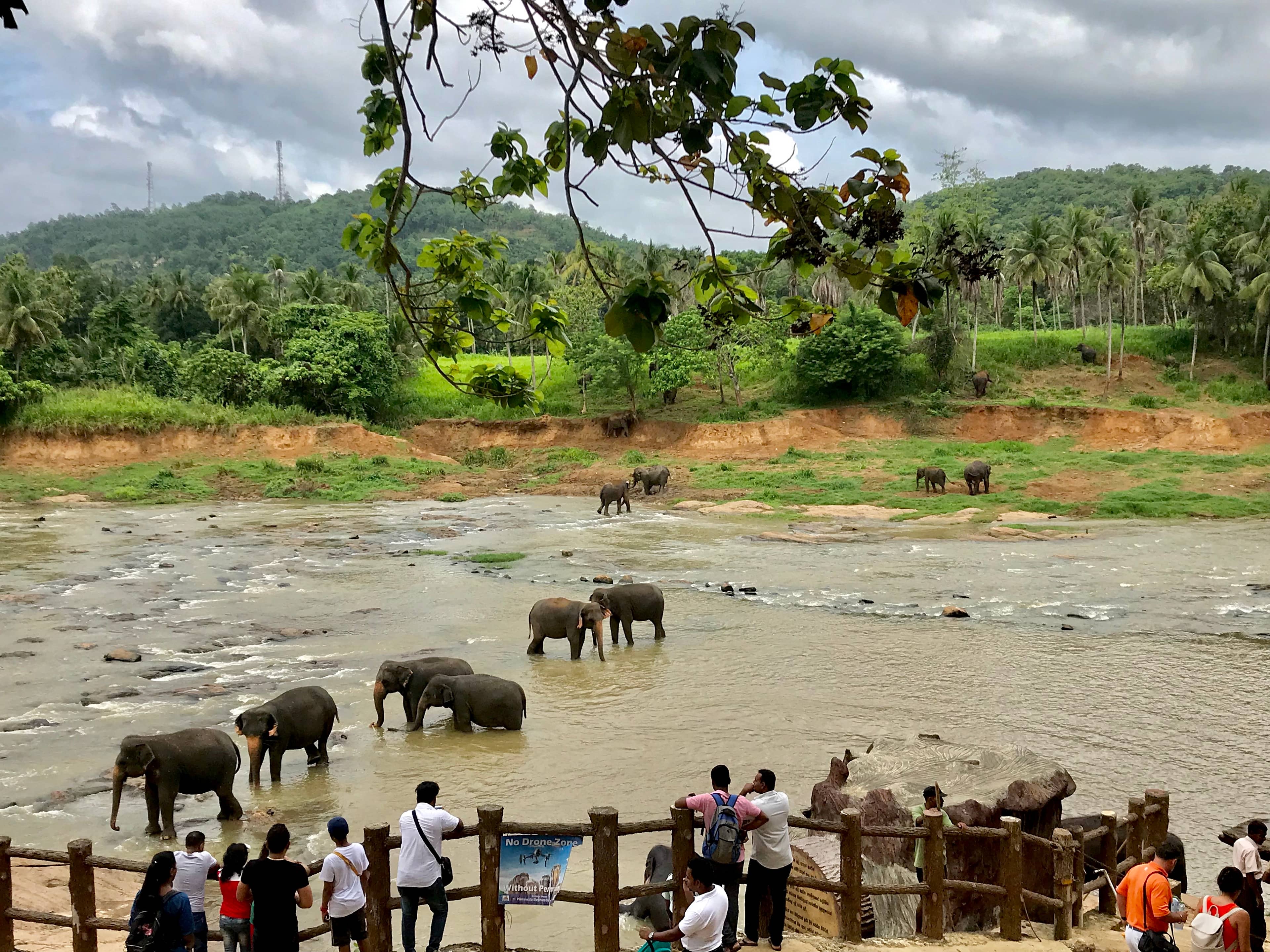 Elephant Bathing