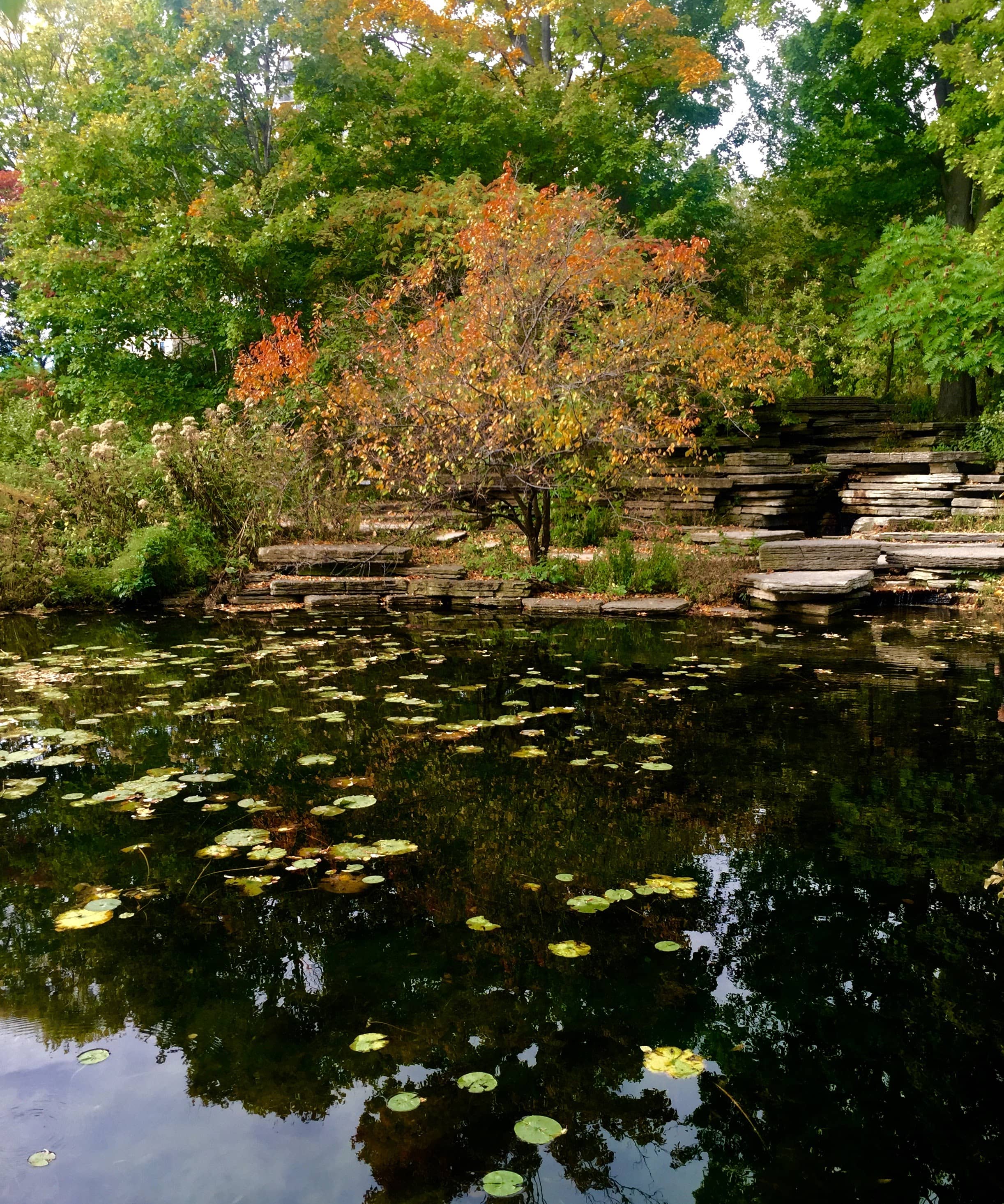 Alfred Caldwell Lily Pool