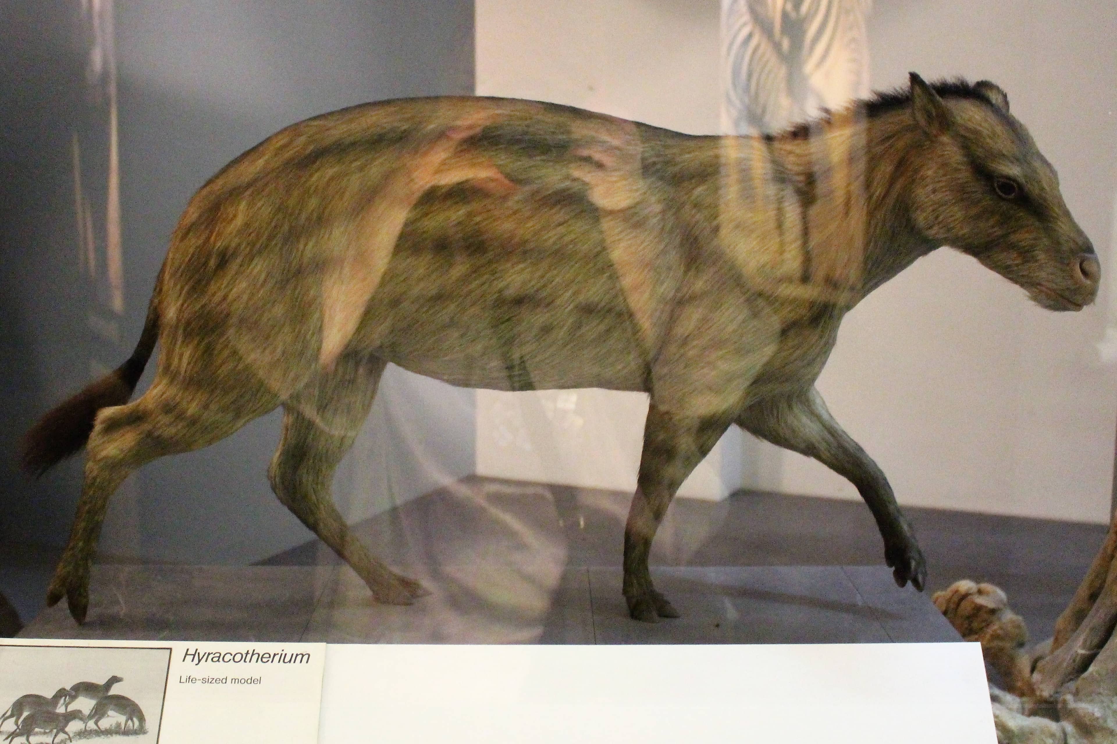Vast Animal Collection