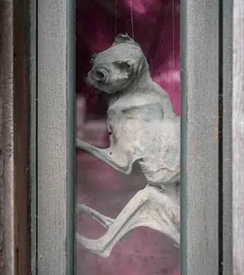 Mummified Cat