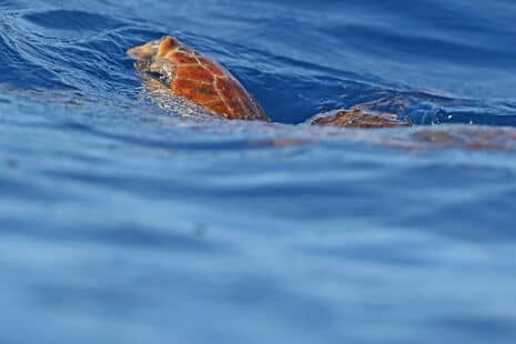 Sea Turtle Spotting