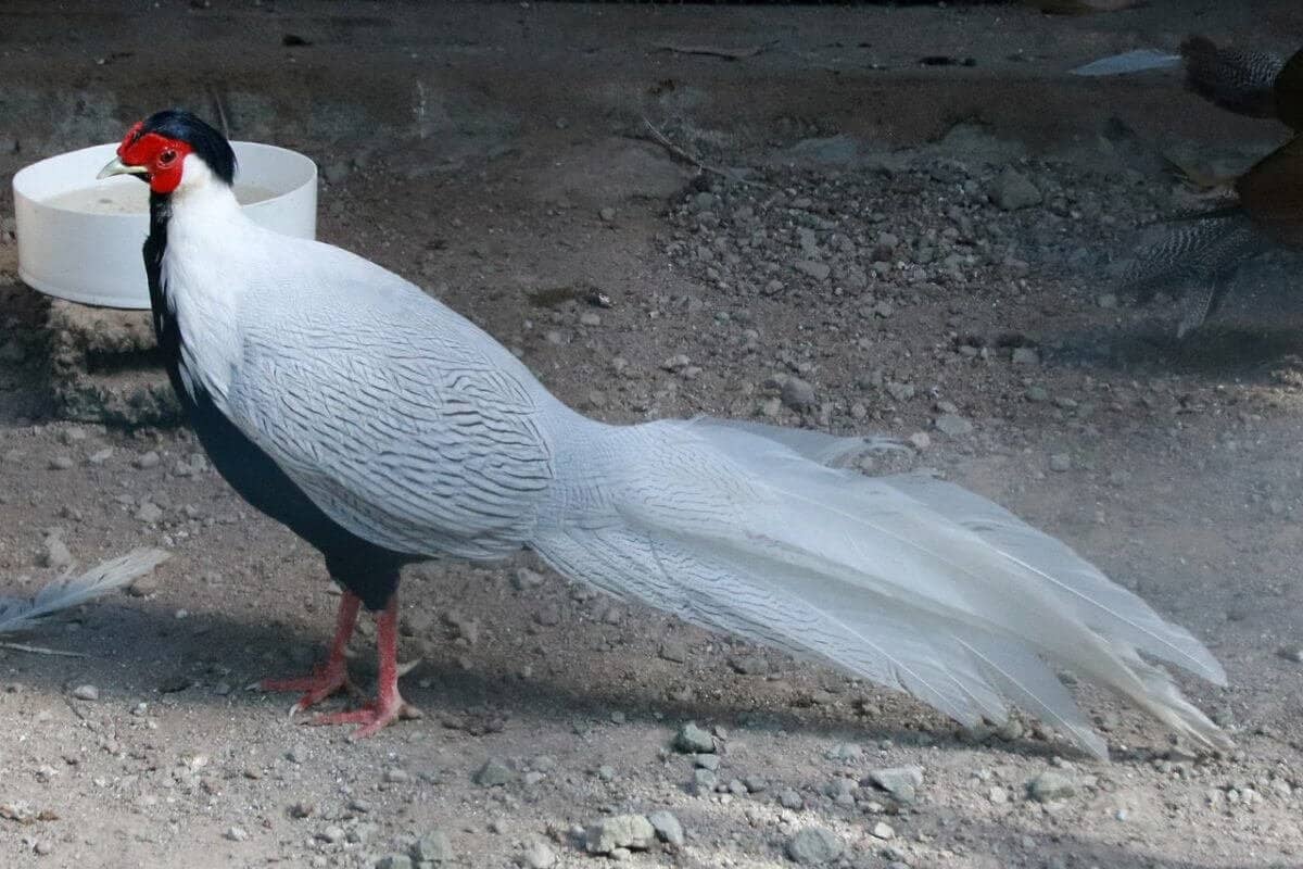 Exotic Bird Collection