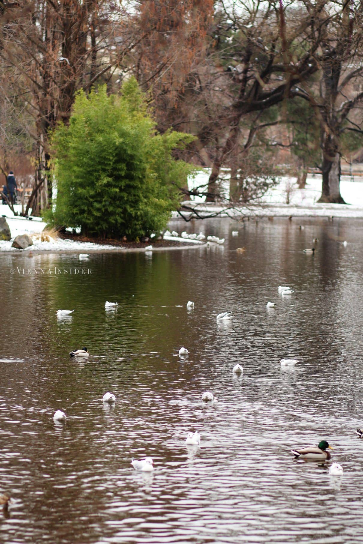 Tranquil Pond & Waterways