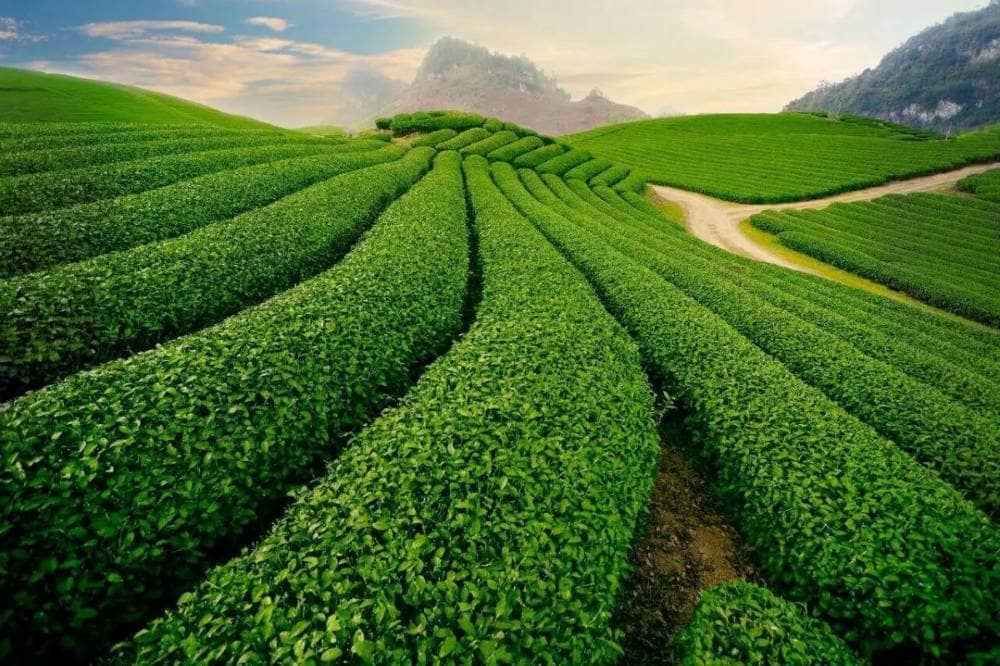 Cau Dat Tea Plantation