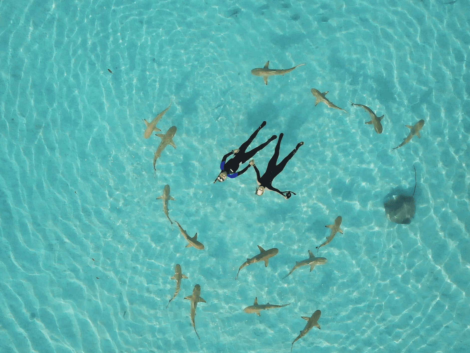 Snorkeling & Marine Life