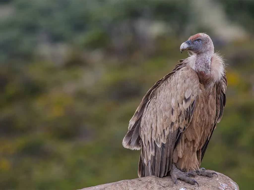 Resident Eagles & Vultures