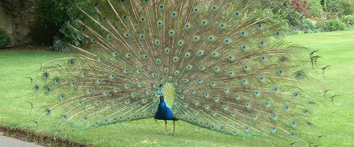 Roaming Peacocks