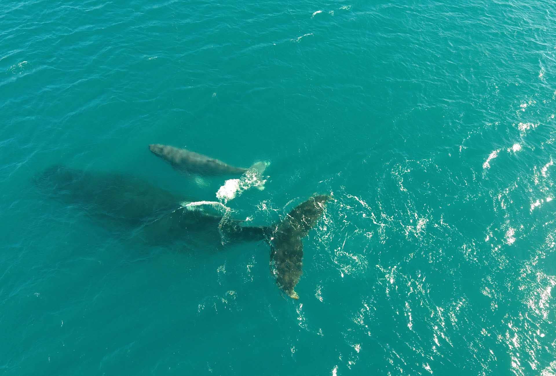 Whale Watching Opportunities