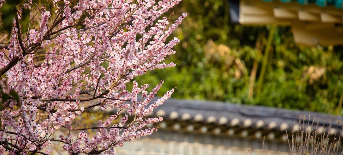 Plum Blossoms in Spring