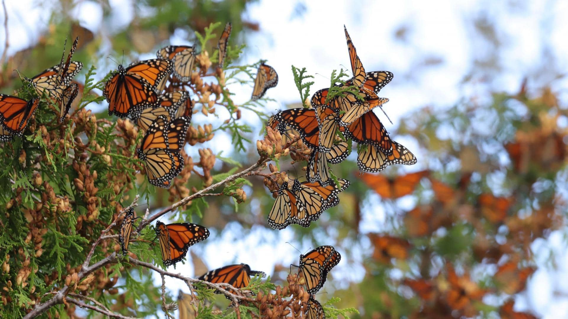 Monarch Butterfly Garden