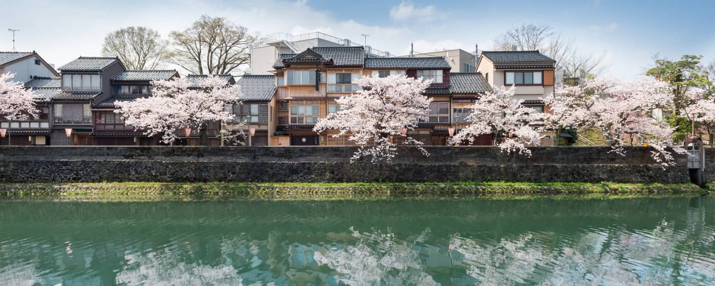Sakura Riverfront Stroll