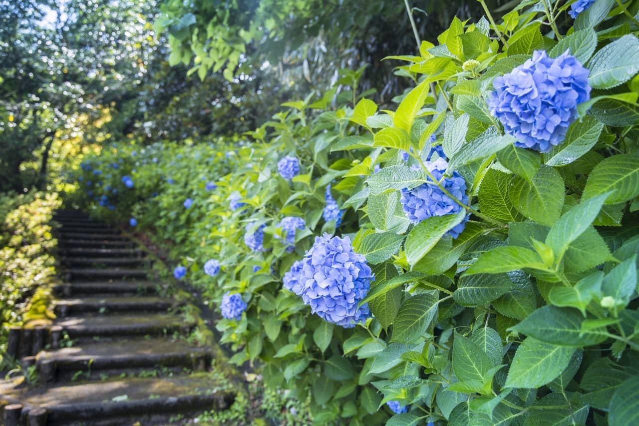 Seasonal Flower Gardens