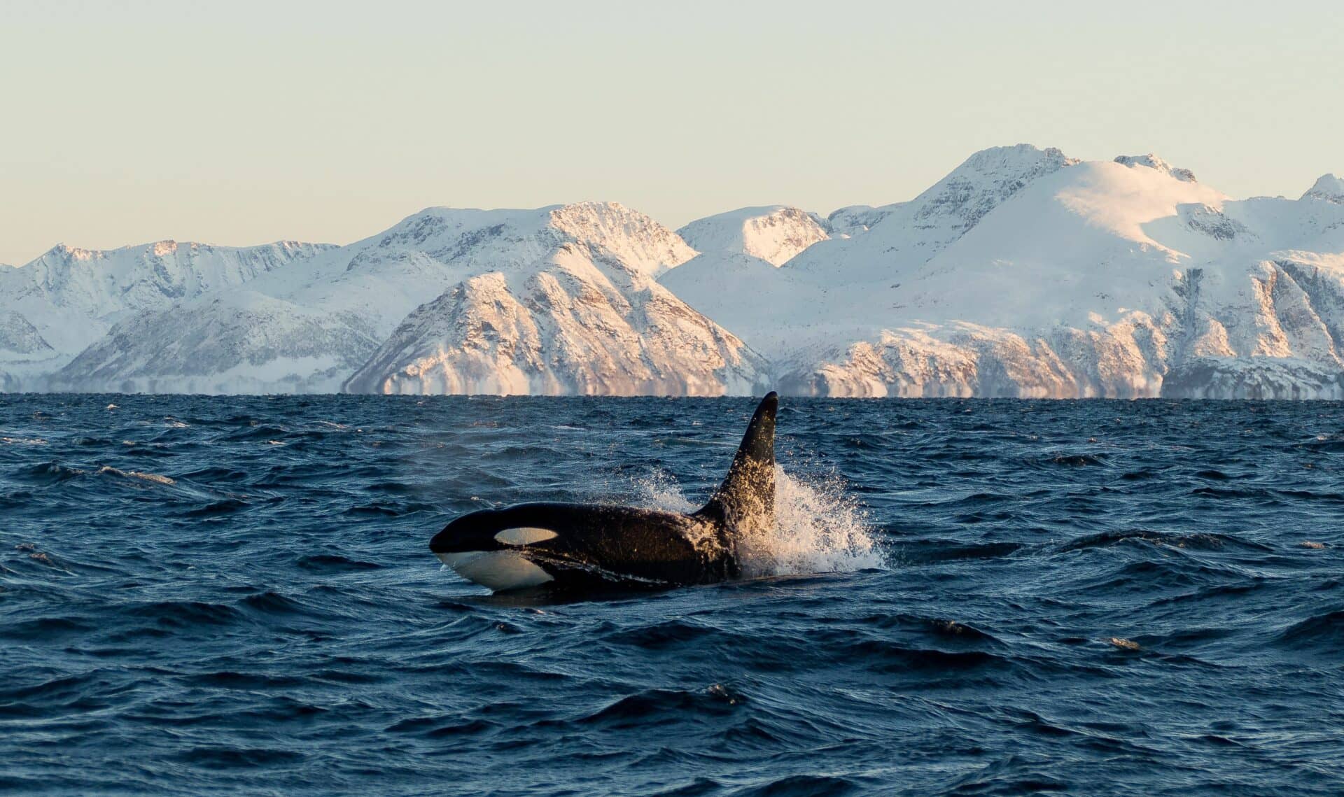 Orca Sightings
