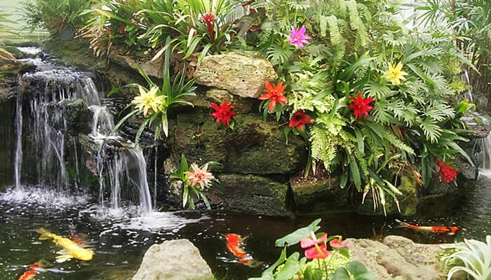 Koi Pond & Turtle Haven