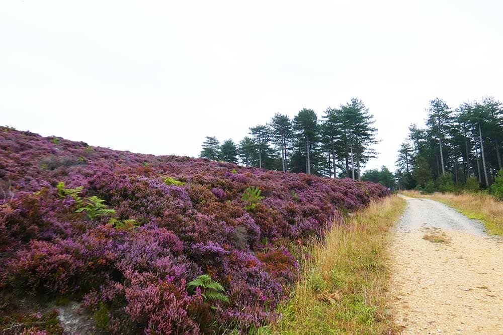 Woodlark Trail