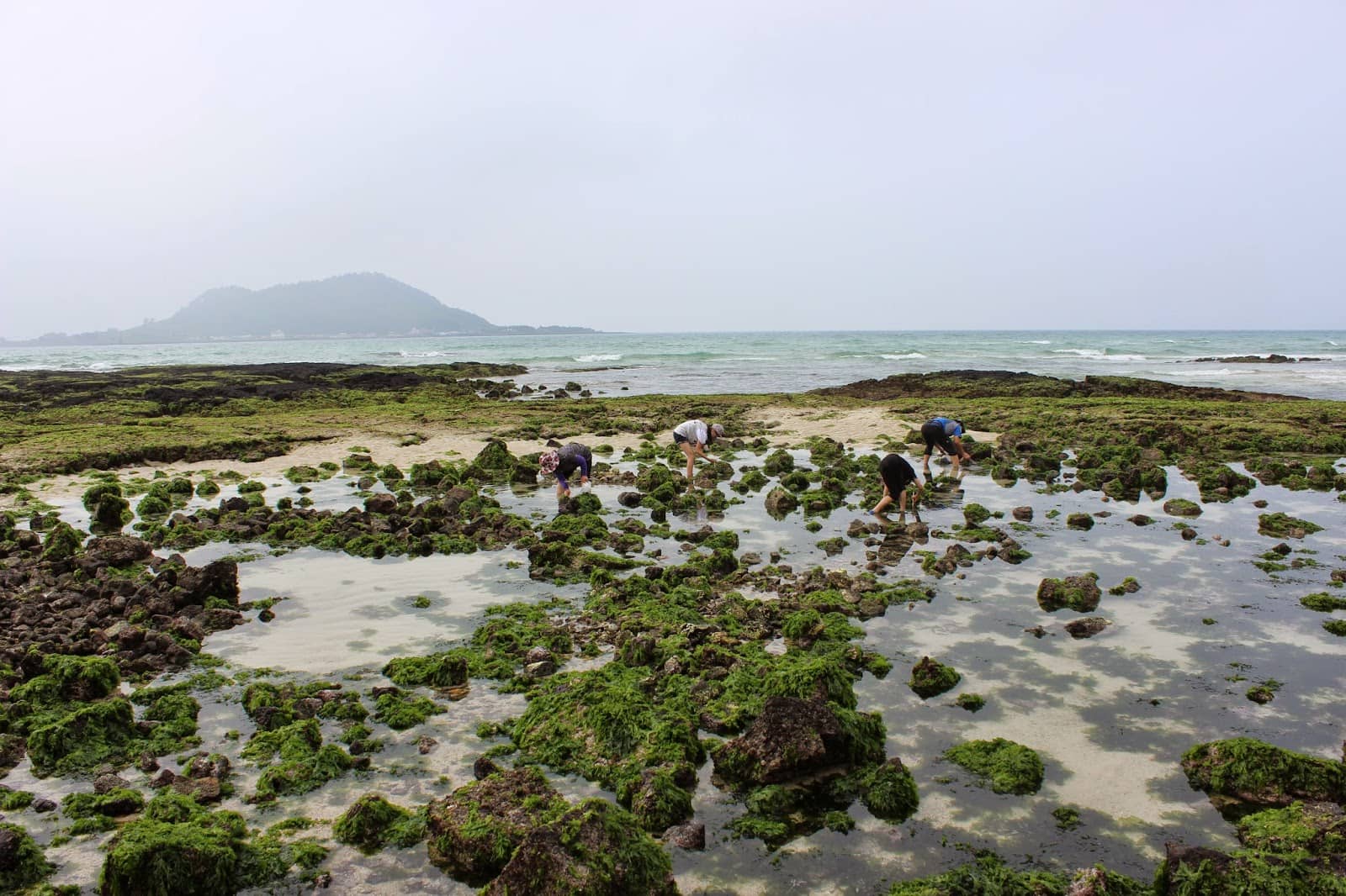 Low Tide Beachcombing