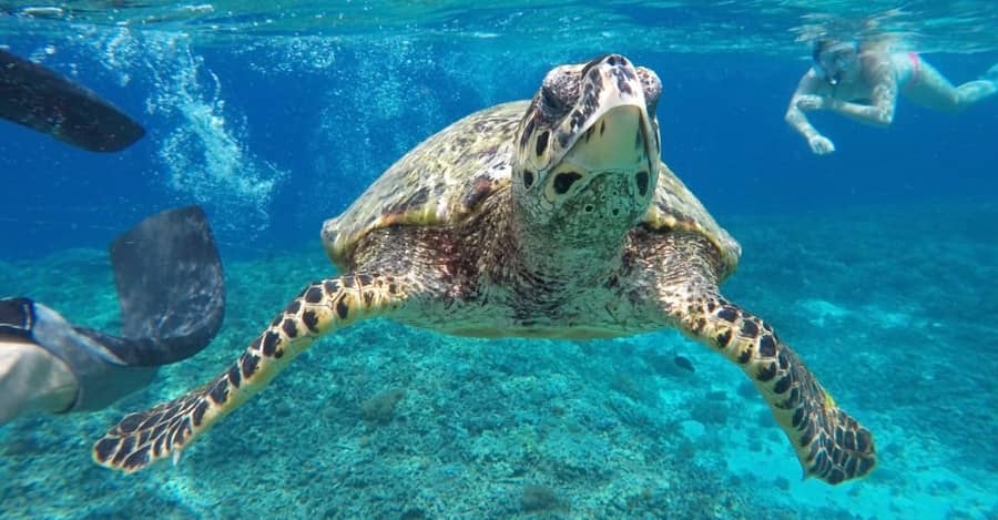 Caretta-Caretta Turtles